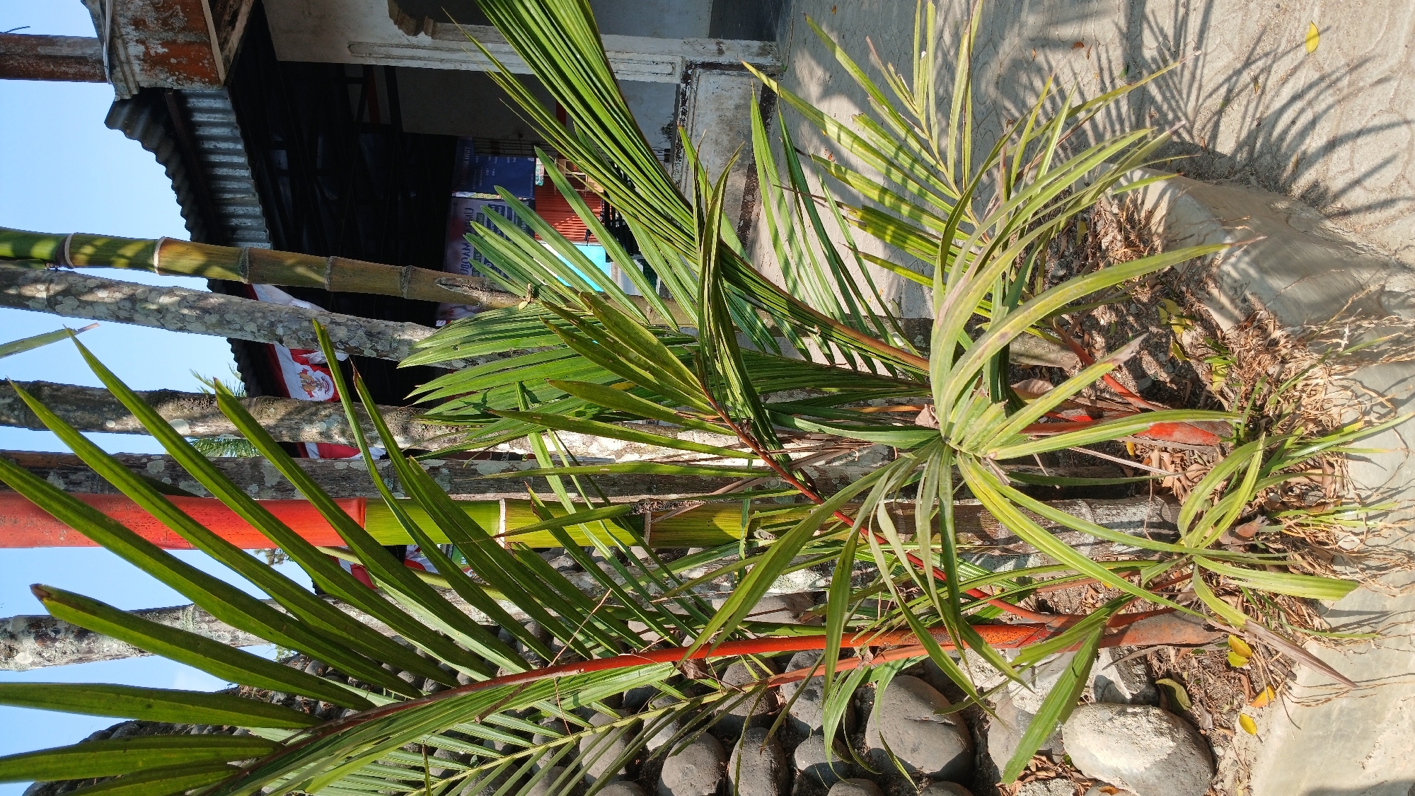 A close-up, eye-level shot captures a cluster of red-stemmed palm plants and bamboo stalks against a backdrop of a building and a clear blue sky. The palm plants, with their distinctive red stems and feathery green leaves, are the primary focus. Behind them, several bamboo stalks, some with visible nodes and one distinctly bright red bamboo, rise vertically. In the background, the corrugated metal roof of a building is visible, partially obscuring a structure with an off-white facade. A flag with red and white elements is also present, along with some signage that is not clearly legible. The ground beneath the plants is covered with dry leaves, soil, and several smooth, dark grey stones. The scene is illuminated by bright sunlight, casting distinct shadows from the palm fronds onto the grey paved ground in the foreground. The overall environment appears to be outdoors, likely in a garden or yard setting within the city of Sampang, Indonesia. There are no people or animals visible in the image.
