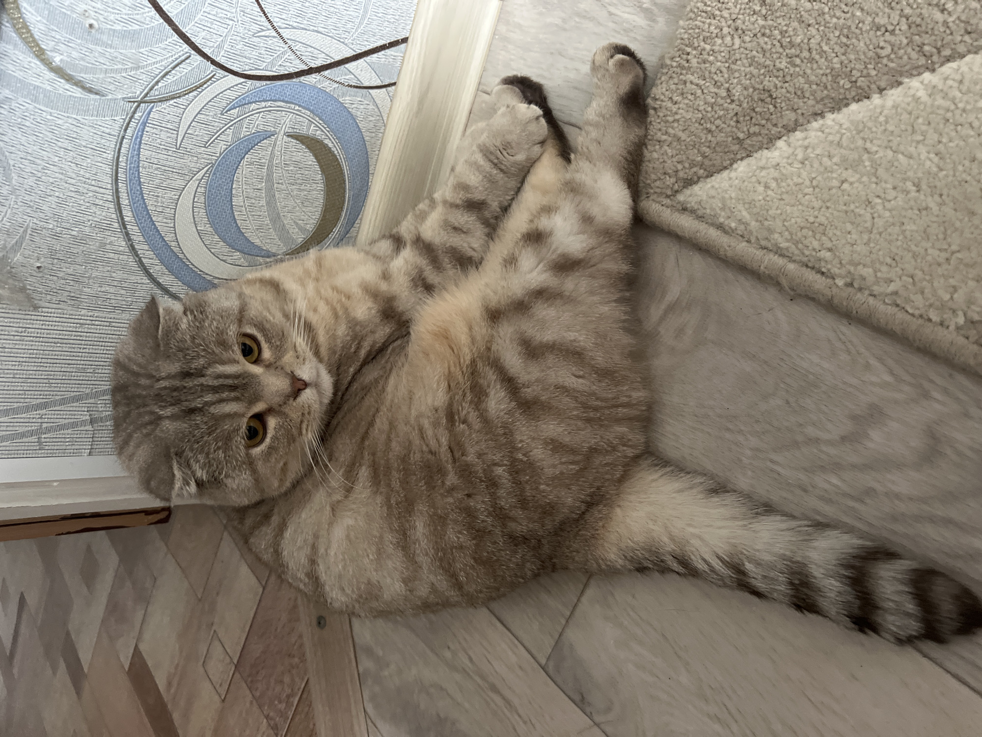 This image depicts a Scottish Fold cat situated indoors in Chaikovsky, Russia. The cat, displaying a light brown and cream tabby coat with amber eyes, is positioned on a light-toned floor featuring rectangular planks or tiles arranged in a geometric pattern. Its hind legs are extended forward and splayed to the left, with its body angled slightly right and its direct gaze fixed on the viewer. A cream-colored shag rug is partially visible in the lower right foreground. The background consists of a wall covered in light blue, grey, and white swirling patterned wallpaper, a white baseboard, and a partial view of a dark brown wooden doorframe in the upper left. No human subjects are present in the scene.