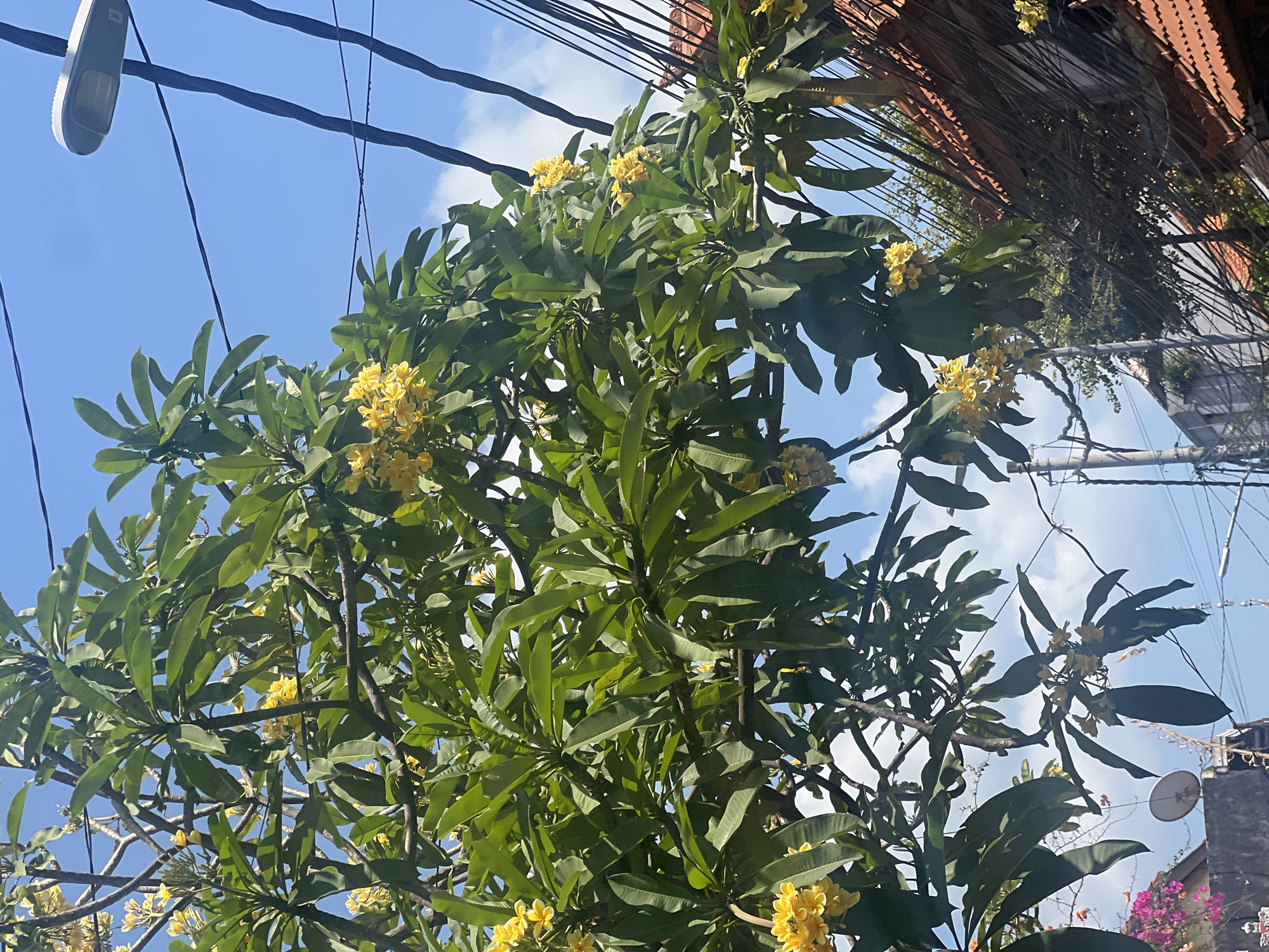 In Kuta, Indonesia, a bright day unfolds with a lush frangipani tree dominating the foreground. Its vibrant green leaves and clusters of yellow flowers are illuminated by the sun. Partially obscuring the sky are a tangle of dark power lines and a modern street lamp. In the background, a terracotta-tiled roof of a building is visible, alongside glimpses of other structures and a satellite dish mounted on a wall. The scene captures a typical urban environment in Kuta, where nature intertwines with the infrastructure of daily life.