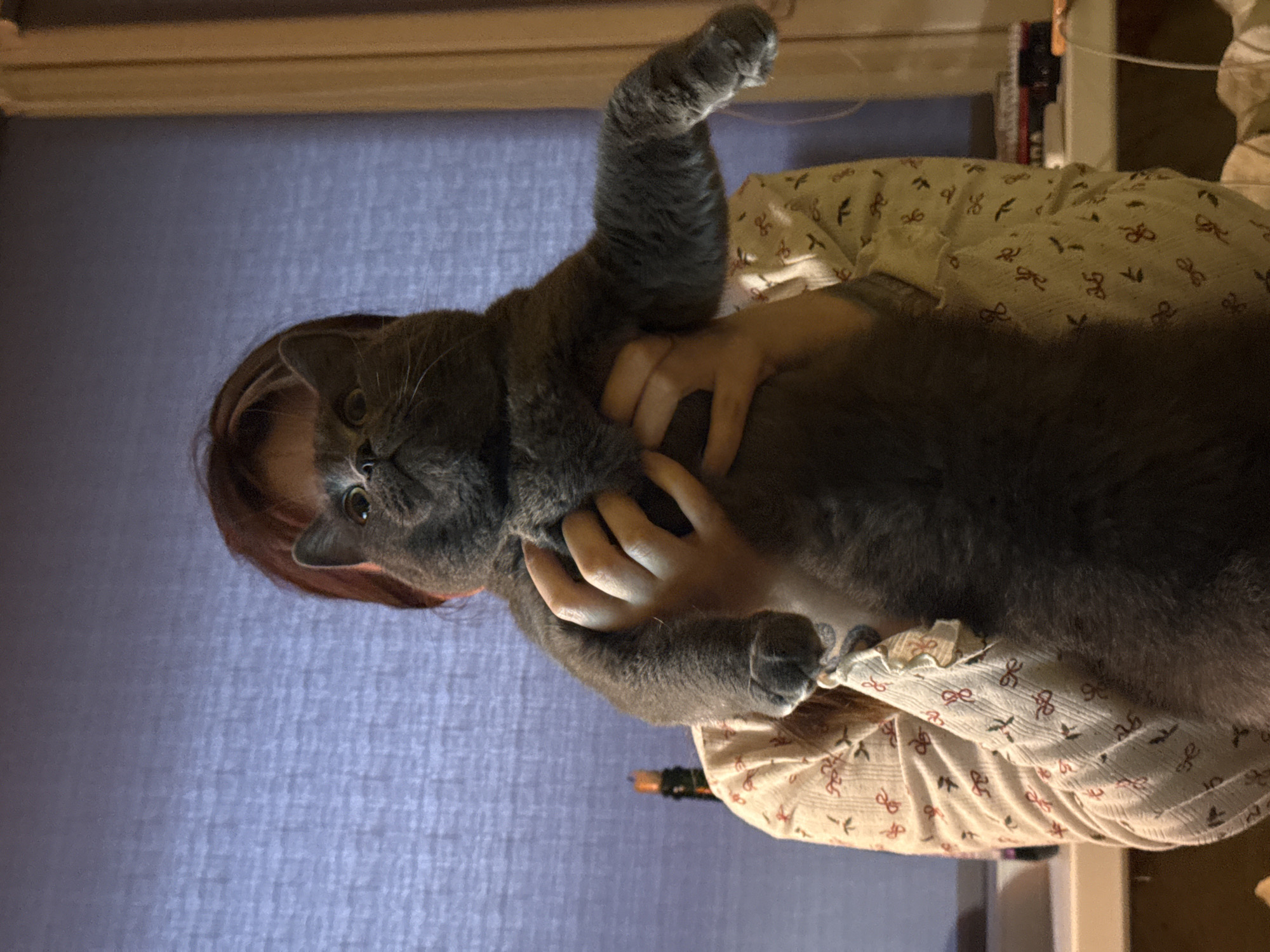 A person is holding a gray cat. The person has reddish-brown hair and is wearing a light-colored blouse with a bow pattern. The cat has its front paw raised. The background consists of a blue textured wall. The image does not contain enough information to determine the location in Votkinsk, Russia.