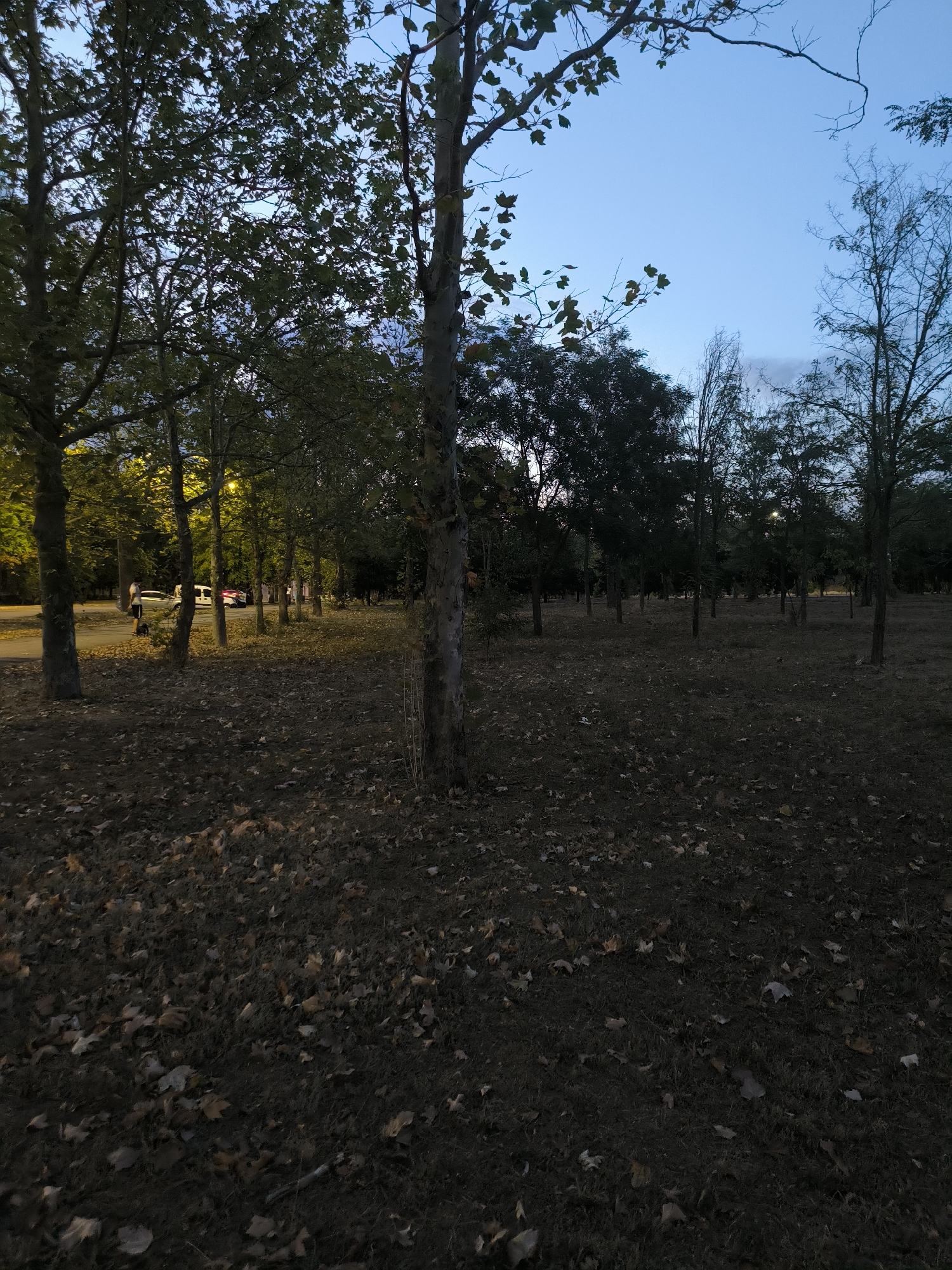The image depicts a park scene at dusk, likely in Mykolaiv, Ukraine, given the context provided. In the foreground, a patch of dry grass and fallen leaves covers the ground. Several trees, with dark trunks and sparse foliage, are scattered throughout the scene, some illuminated by a warm, artificial light source from the left. In the mid-ground, a paved path or road is visible, with two vehicles parked nearby, one white and one with red lights. A person is standing near the path, facing away from the camera. The background consists of more trees and a clear blue sky with the last vestiges of daylight. The overall impression is one of a quiet, somewhat dimly lit public space.