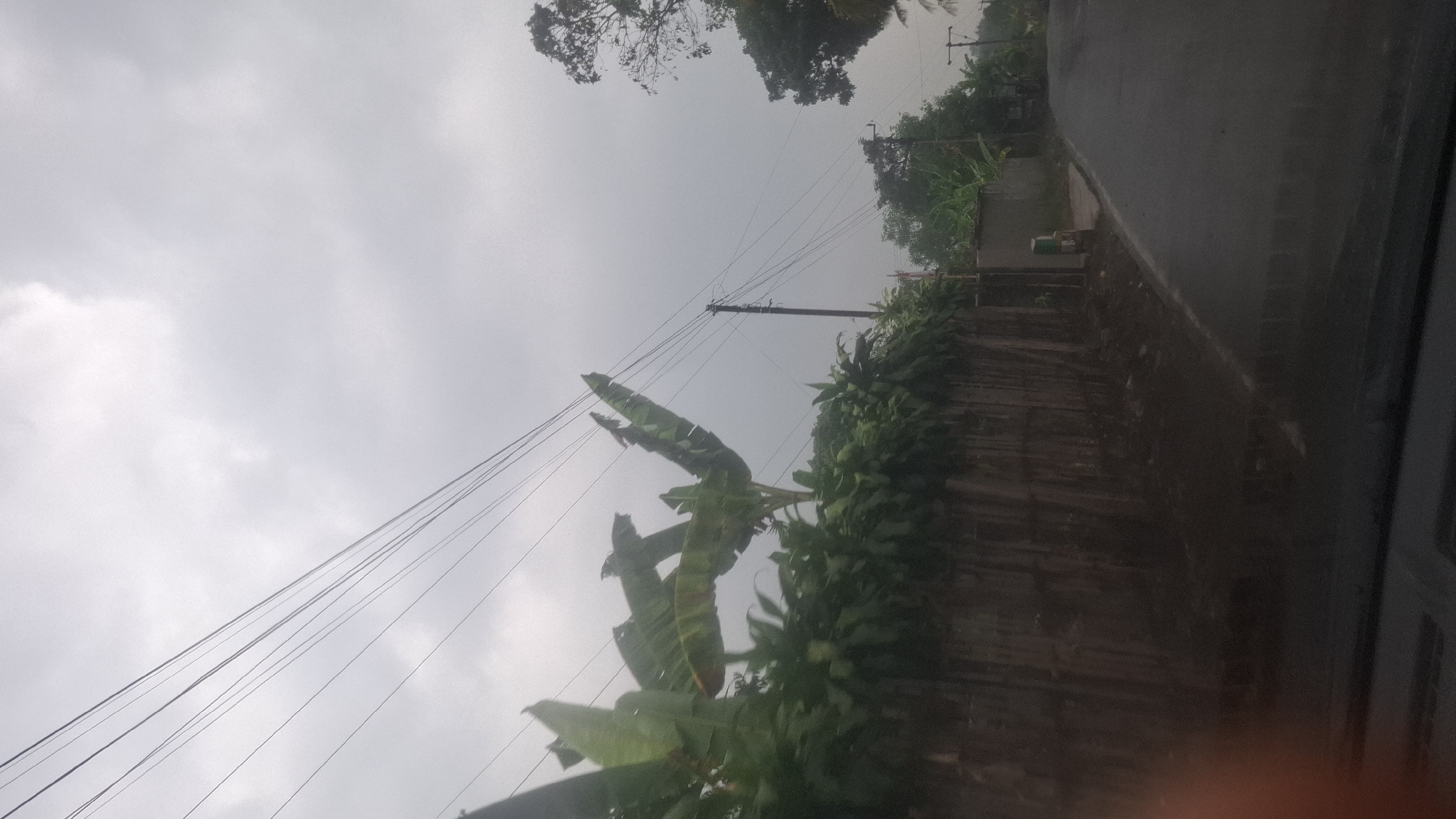 The image depicts a cloudy day with an overcast sky above a rural road in Sirnagalih, Indonesia. Banana trees with large leaves dominate the left side of the frame, their fronds reaching towards the sky. A rustic wooden fence runs along the edge of the road, separating it from the vegetation. Electrical wires are strung overhead, supported by wooden poles, indicating the presence of infrastructure in the area. The road itself is paved and curves gently into the distance. Trees and some buildings are visible further down the road, suggesting a sparsely populated area. The overall atmosphere is subdued, likely due to the cloudy weather. There are no people visible in the image.