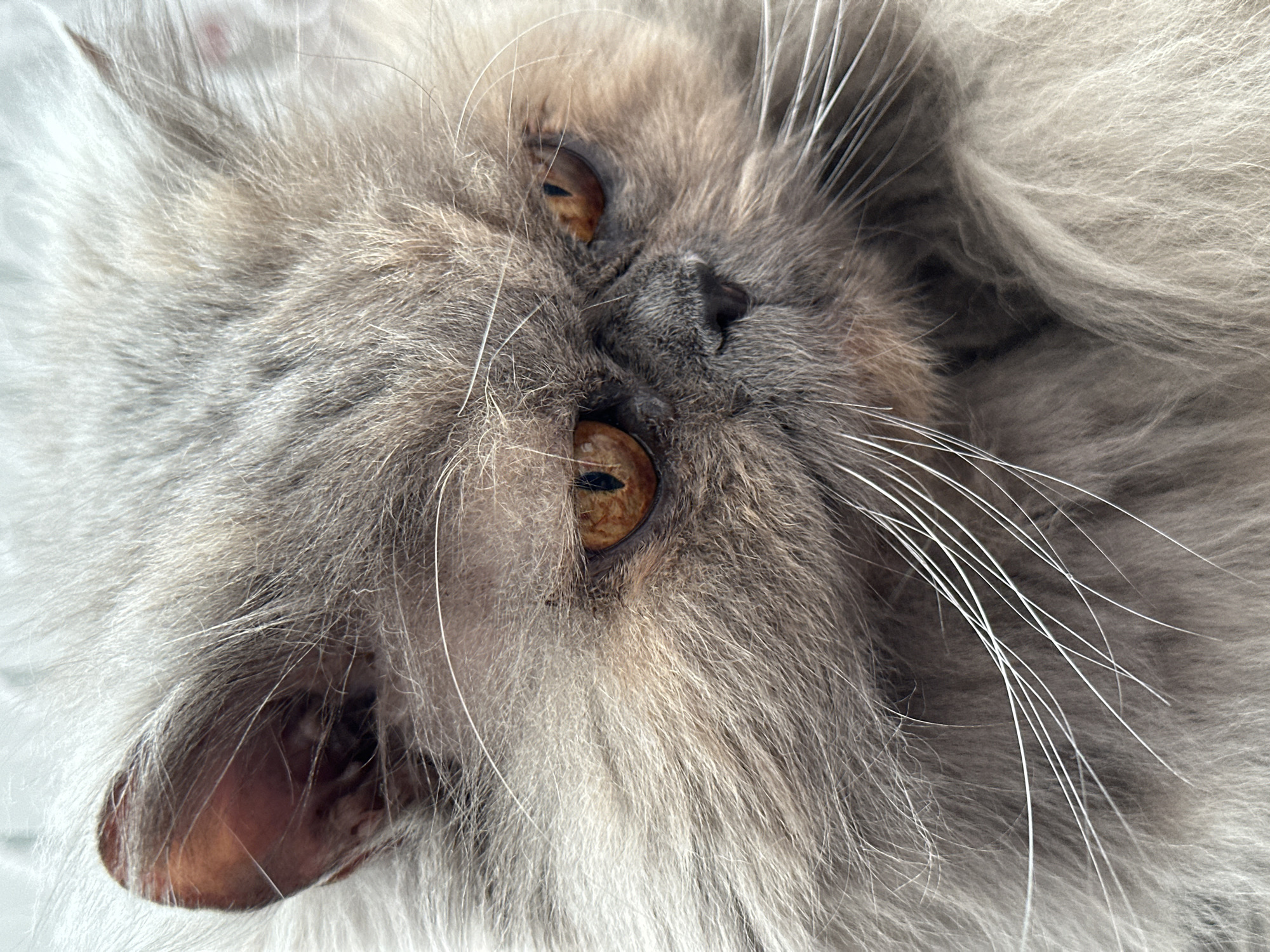 A close-up shot shows a gray Persian cat lying on its back. The cat's head is central, with amber eyes looking directly at the viewer. The face is framed by long, fluffy gray fur. The cat has a small, dark nose and long white whiskers. A pink inner ear is visible on the lower left. The background is out of focus but appears to be a white surface.
The location in the city of Chaikovsky, Russia is not determinable from the image.