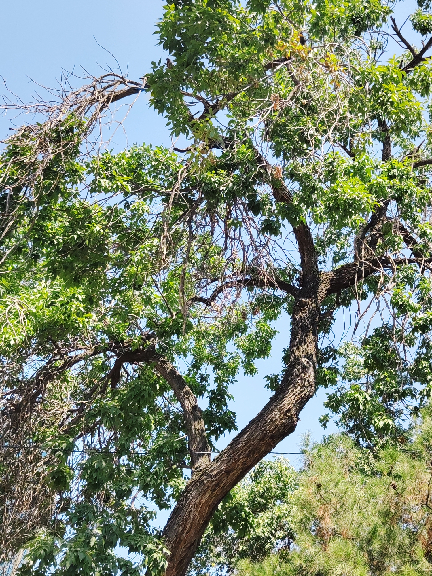 A low-angle shot of a large, mature tree with a thick, gnarled trunk and numerous branches is shown against a clear, pale blue sky. Some of the branches are bare and dry, while others are full of vibrant green leaves. The bark of the trunk is rough and deeply furrowed. In the background, other trees, including a pine tree with green needles, are visible. A thin, dark wire stretches horizontally across the image, passing behind some of the branches. The scene appears to be outdoors, likely in a park or garden in Tashkent, Uzbekistan, given the presence of mature trees and varied foliage.