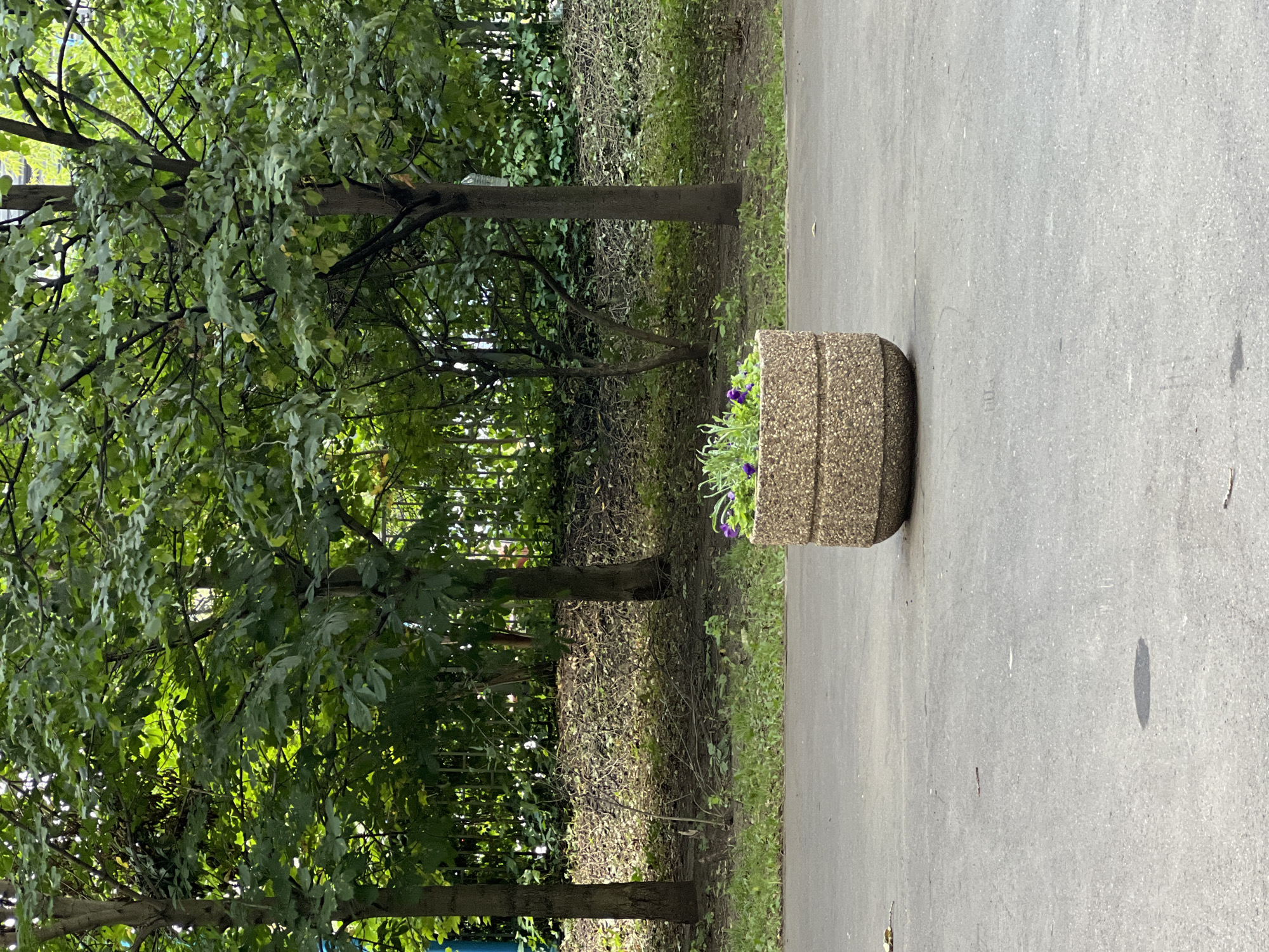 A close-up, eye-level, medium shot captures a stone planter with small purple flowers and green foliage, situated on an asphalt pathway. The planter is centrally located and in sharp focus. Behind it, a slightly blurred background reveals lush green trees with dense foliage, their trunks visible, and a chain-link fence partially obscured by greenery. The overall scene is set outdoors, suggesting a park or urban green space, likely in Moscow, Russia. The lighting indicates it is daytime, with soft shadows.