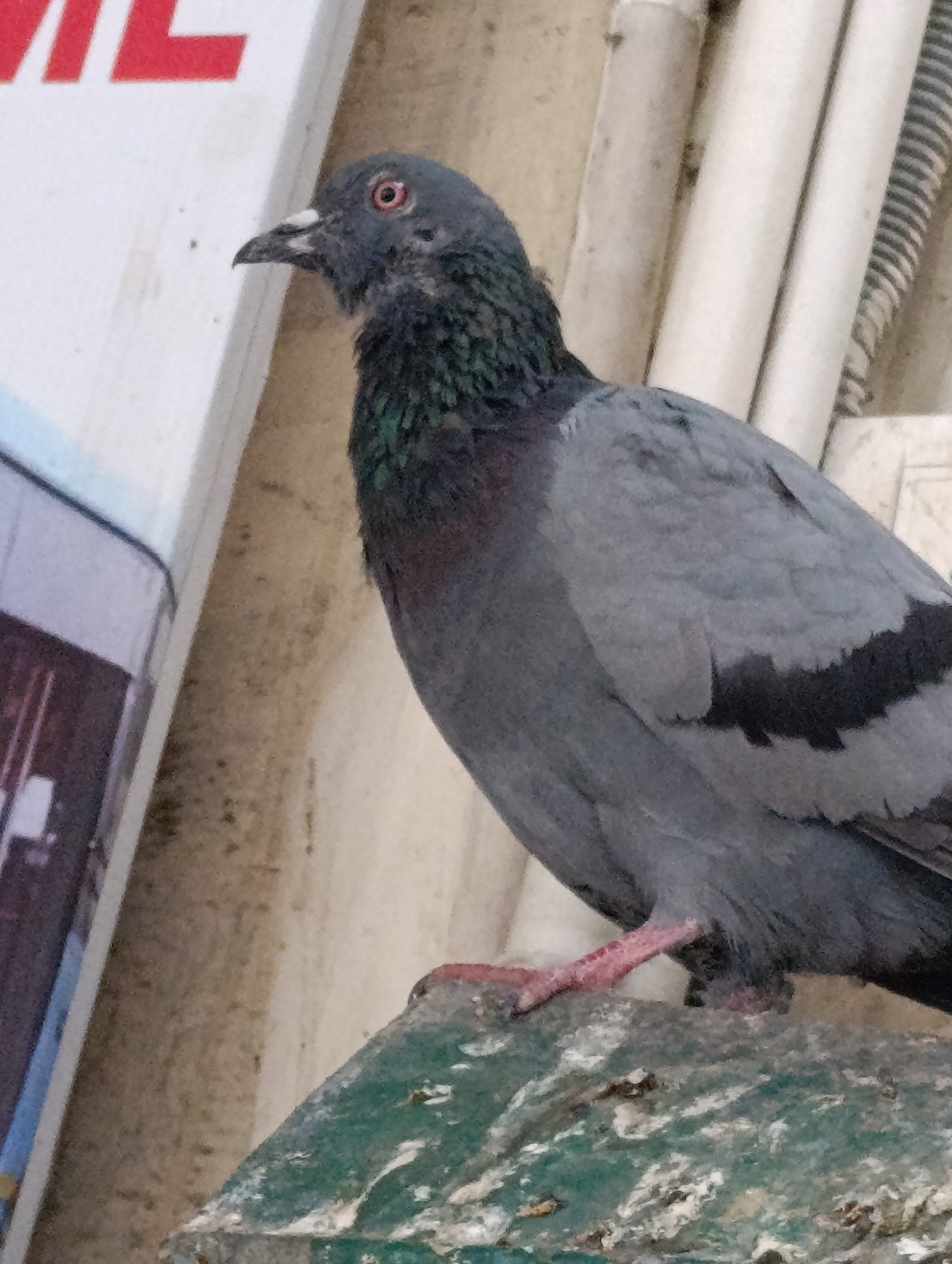A pigeon is perched on a textured, green surface, likely a ledge or railing, with a blurred background of pipes and a white and red sign. The pigeon is facing left, with its head slightly turned and its eye visible. Its plumage is primarily gray, with iridescent green and purple feathers around its neck. Its feet are a bright pink.
To the left of the pigeon, a white sign with large red letters is partially visible. The letters appear to be "L" and "L". Below this sign, a section of a picture or advertisement is visible, showing a dark building with windows.
In the background, several white and gray pipes are arranged vertically. A dark, corrugated material is also visible behind the pipes. The overall scene appears to be outdoors, possibly in an urban or semi-urban environment in Manali, India, given the location context. The lighting suggests it could be daytime. There is no overt indication of weather conditions. The pigeon's posture is still and observant.