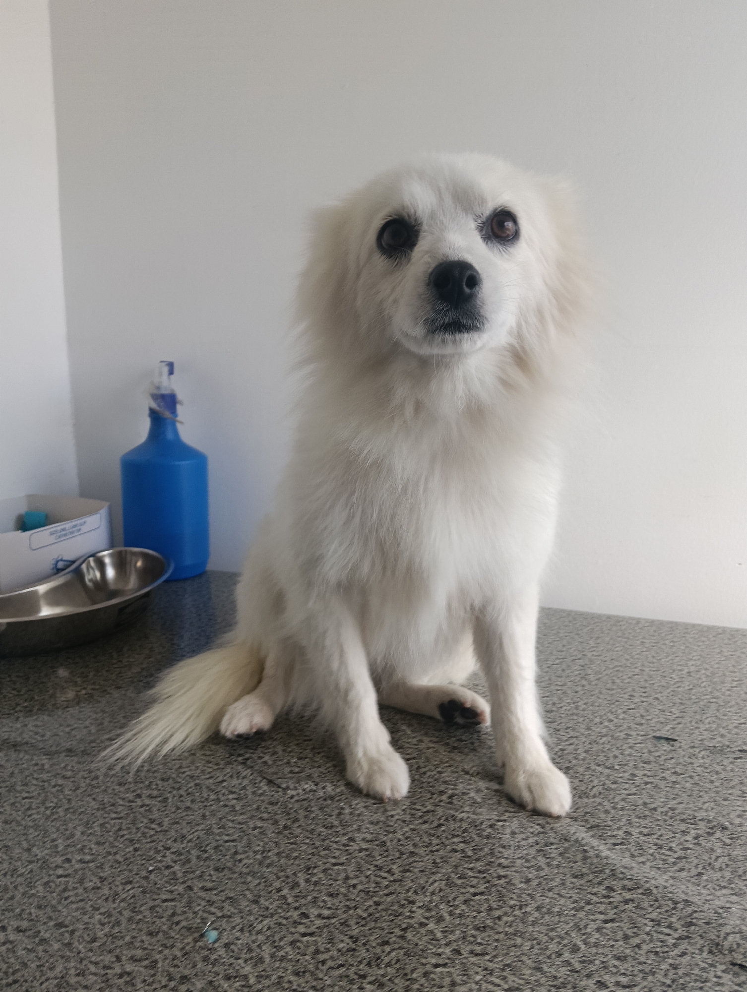 A white-coated canine subject, consistent with a Spitz-type dog, is centered and seated upright on a grey speckled examination surface. The animal's dark eyes are wide and directed forward, with a black nose and snout. To the left of the canine, on the same surface, a blue opaque plastic spray bottle is positioned next to a white cardboard container with partially visible text including "SECURE UP" and "LINER." A reflective stainless steel emesis basin is situated in the foreground, left of the dog. The background consists of a plain white wall. The scene indicates an indoor clinical environment, consistent with a veterinary facility located in Nairobi, Kenya. No human subjects are visible.