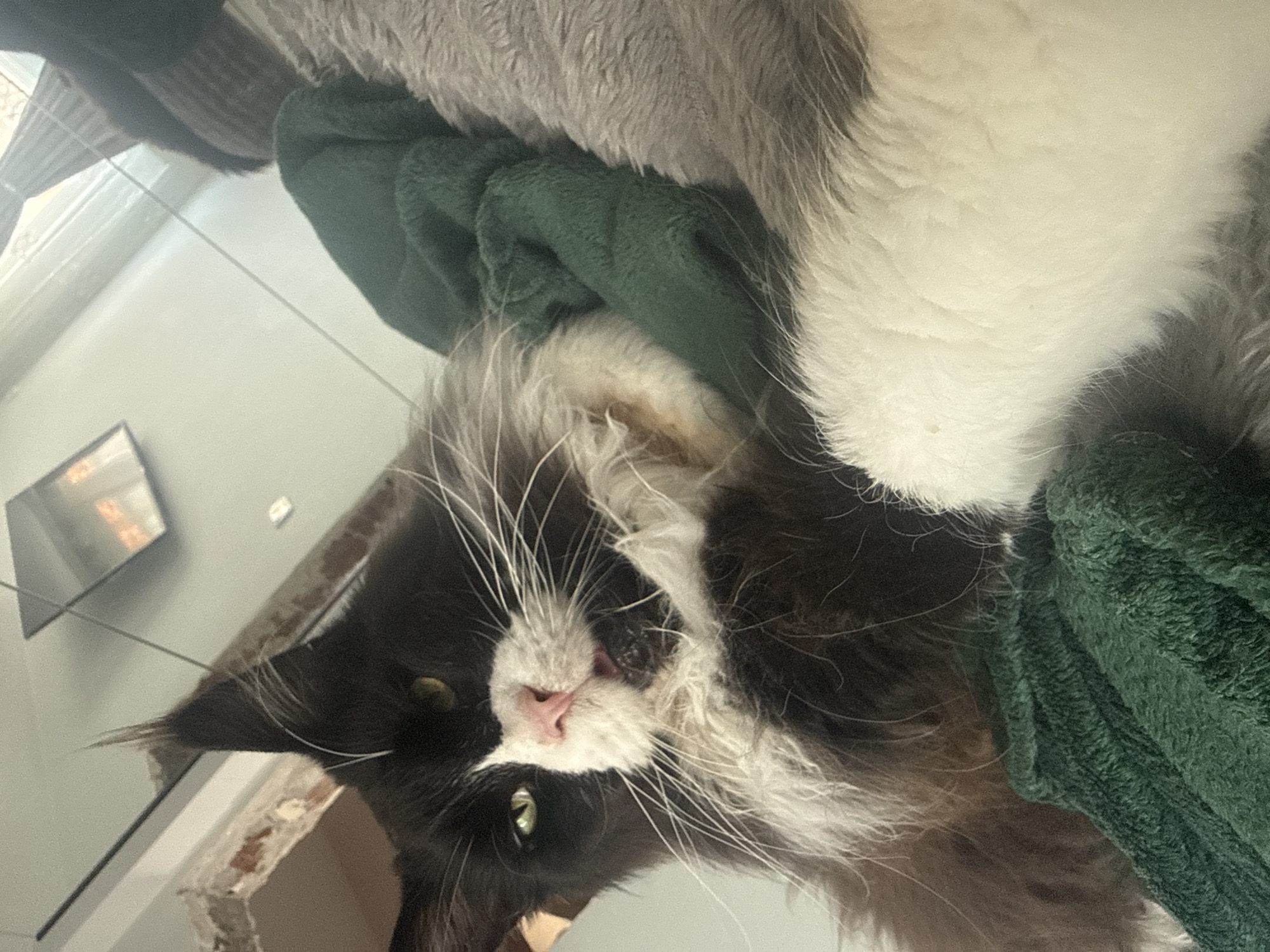 A close-up, tilted shot shows a black and white long-haired cat lying on what appears to be a grey pet bed with a folded green towel. The cat has a pink nose and long white whiskers. In the background, partially visible, is a tiled floor, a window, and a TV screen. The location is Unknown, Unknown.
