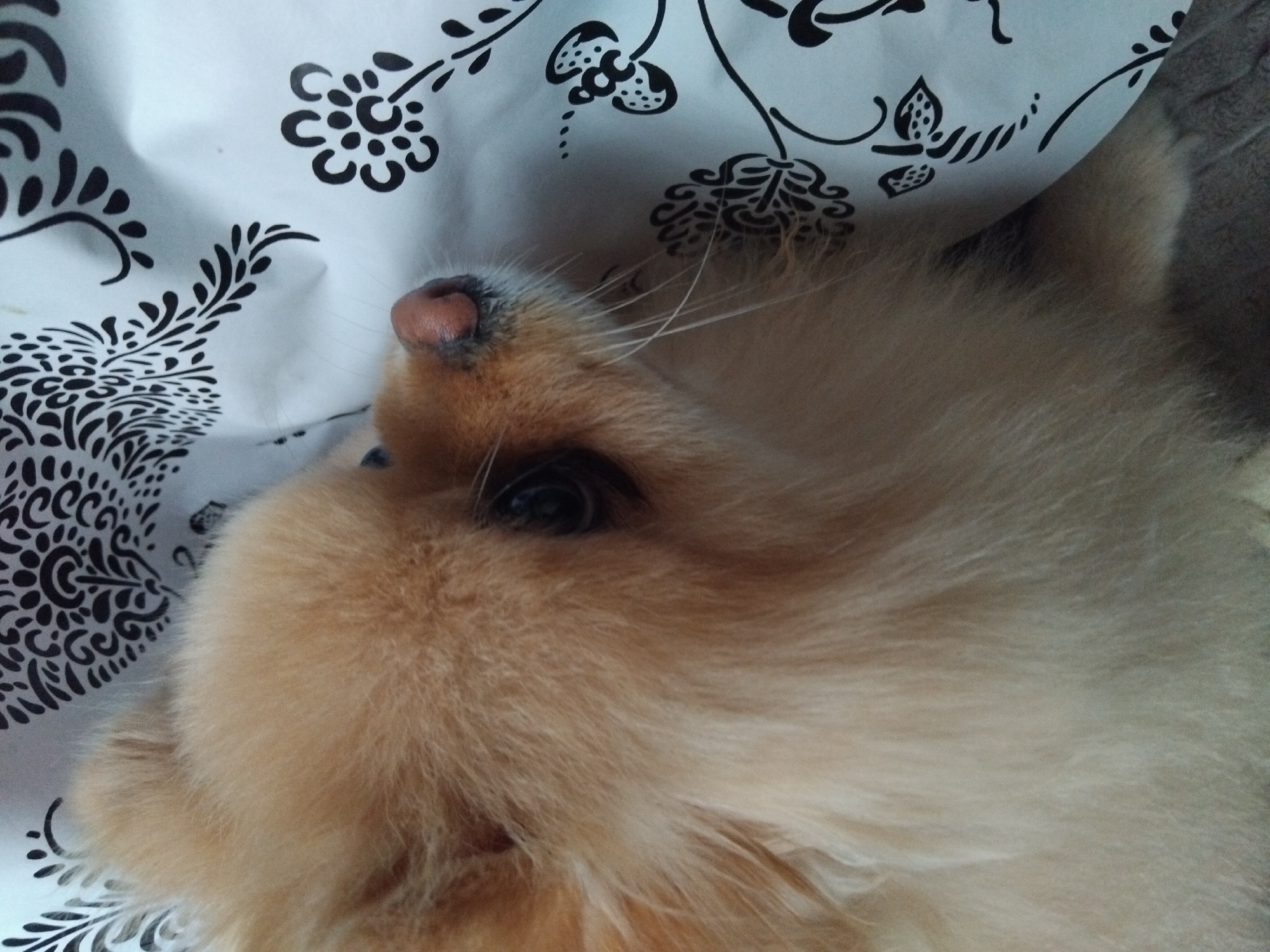 A Pomeranian dog, with light brown fur, rests on a white fabric adorned with a black floral pattern. The dog's head is tilted upwards, with its nose and left eye visible. The background consists of the patterned fabric and a dark, textured surface, possibly a bed or rug. The lighting suggests an indoor setting. The image was captured in Apriltsi, Bulgaria.