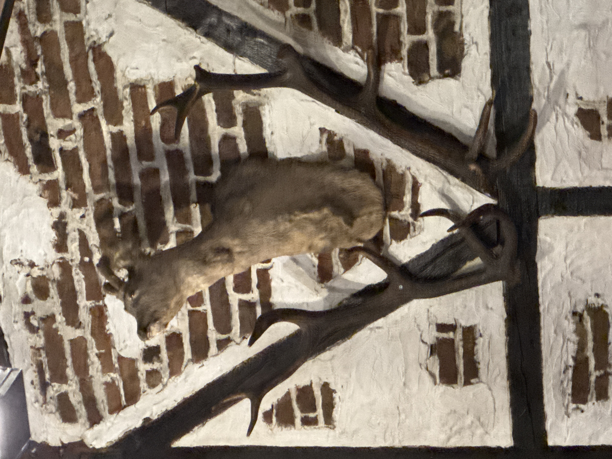 A taxidermied deer head with antlers is mounted on a wall inside a building. The wall is decorated to resemble a traditional European half-timbered house with white plaster and brown brick infill between dark brown wooden beams. The exact location in the city of Varna, Bulgaria cannot be determined with the available data.