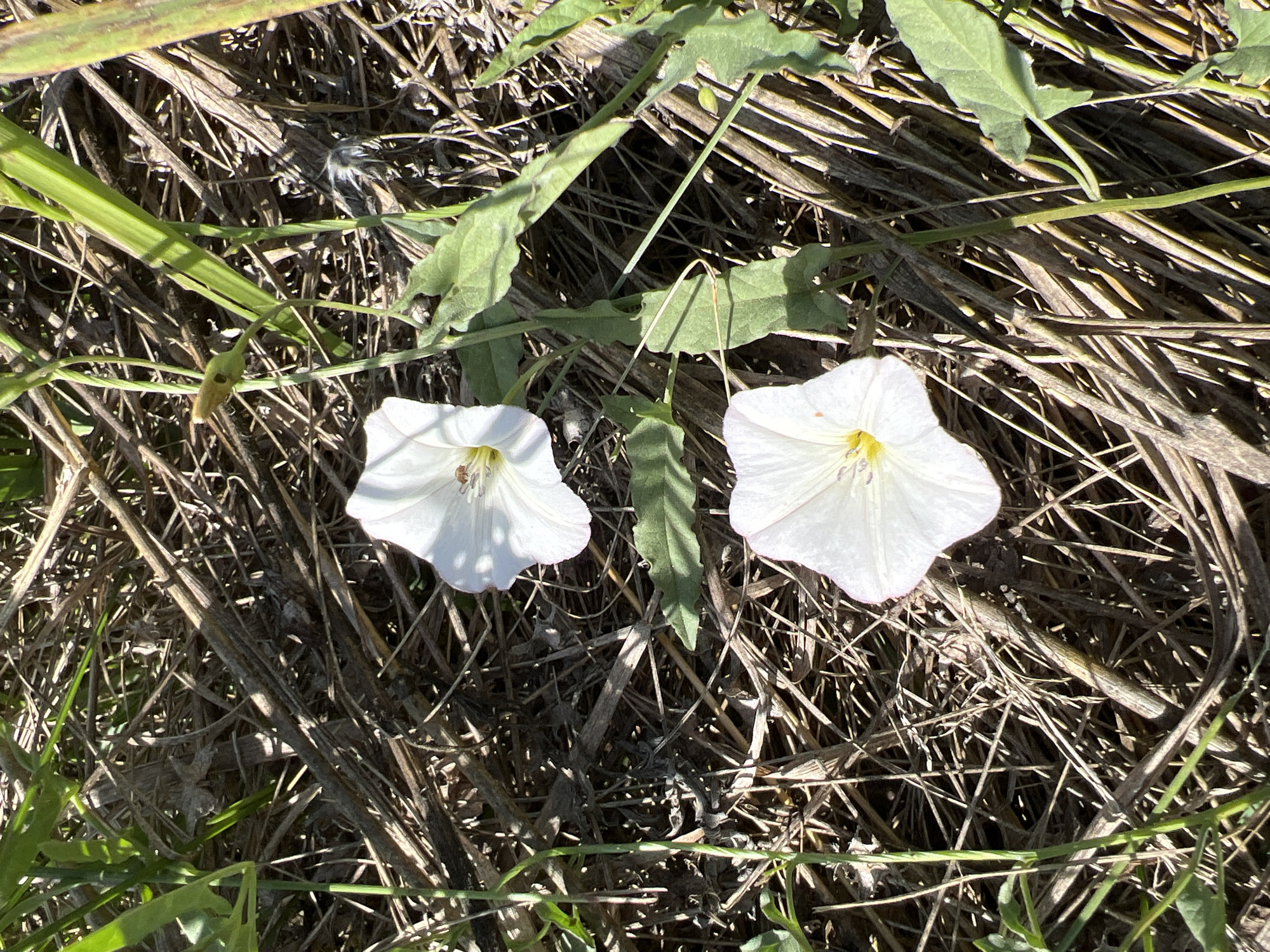 The image captures a close-up view of two white bindweed flowers blooming amidst dry grass and green foliage in Bukhuny, Ukraine. The flowers, with their trumpet-like shapes and subtle yellow centers, are the primary subjects. One flower is positioned in the upper left quadrant of the frame, and the other is located in the lower center. The ground cover consists of a dense layer of dried grass stalks, twigs, and sparse green leaves, indicating a natural, possibly uncultivated, environment. The lighting suggests it is daytime, with shadows cast by the plants. There are no people or animals visible in the scene.