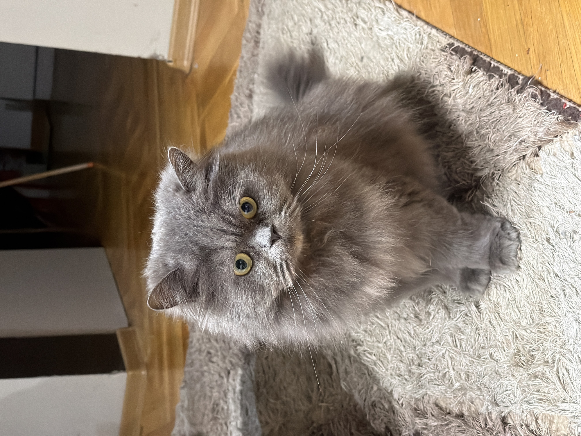 A grey, fluffy cat is sitting on a white shag rug. The rug is partially on a hardwood floor. A white and brown cabinet is visible in the background. It is not possible to determine the location in Blagoevgrad, Bulgaria from the image.