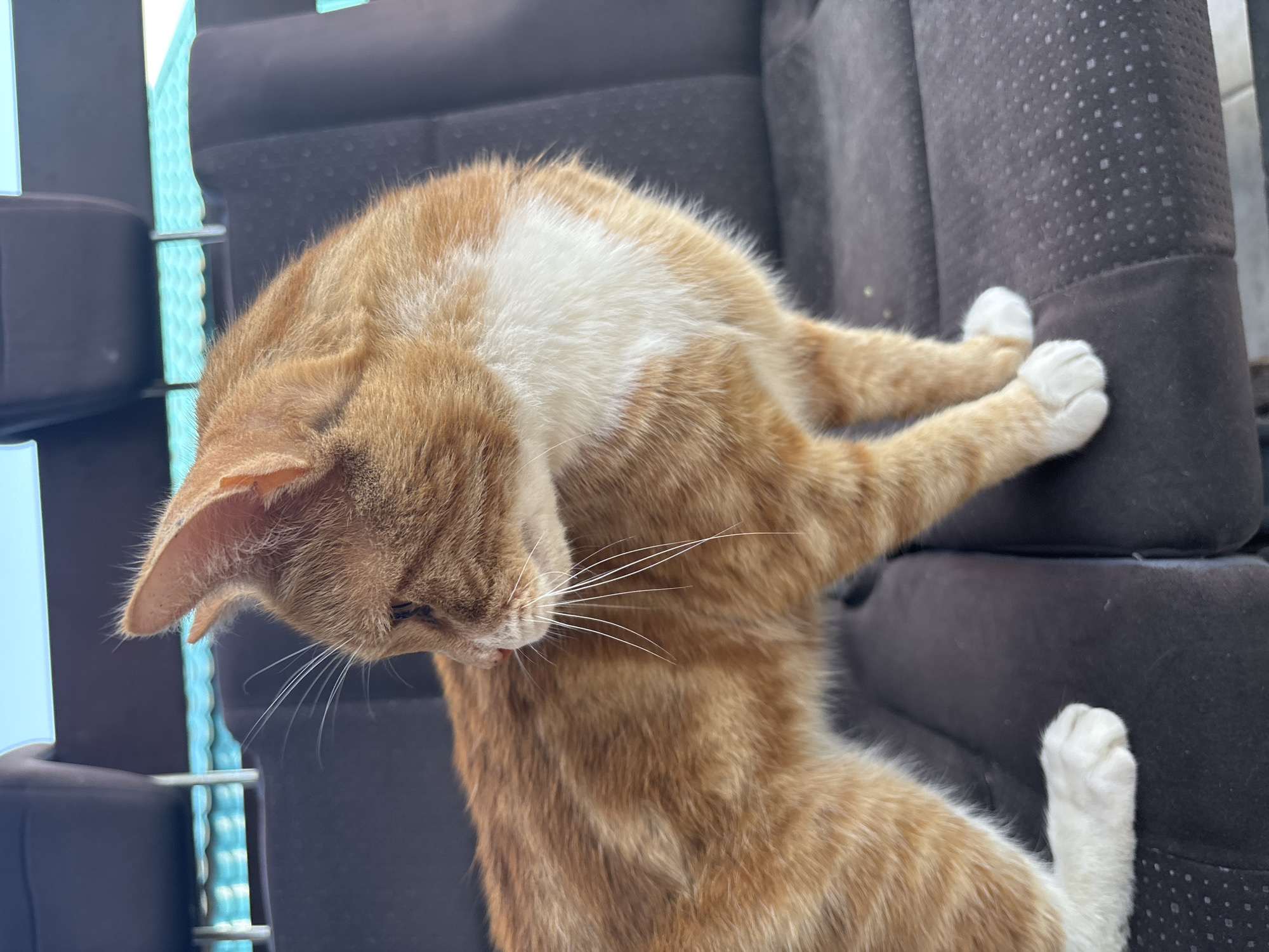 A ginger and white cat is sitting on a dark fabric car seat. The cat is facing to the left and looking away from the camera. The cat's fur is orange with darker stripes and a white chest and paws. The background shows parts of car seats and what appears to be a turquoise corrugated roof or awning. The scene is lit by natural daylight. The location is not specified in the image.