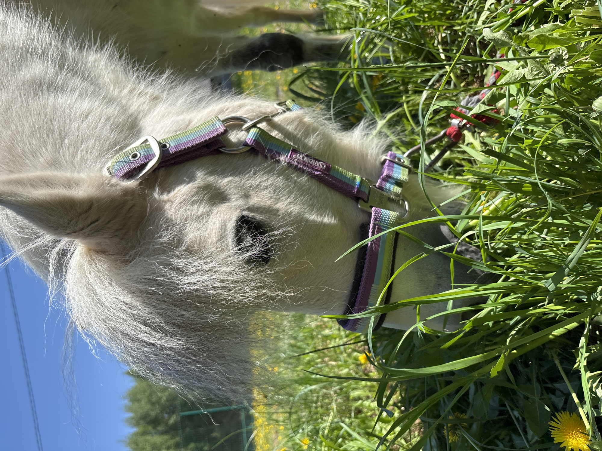 A white pony grazes on grass in a field. The pony is wearing a purple, green, and blue halter. The sky is blue and the sun is shining. The location is likely in a rural area near Русский Вожой, Russia, due to the presence of open fields and vegetation.
