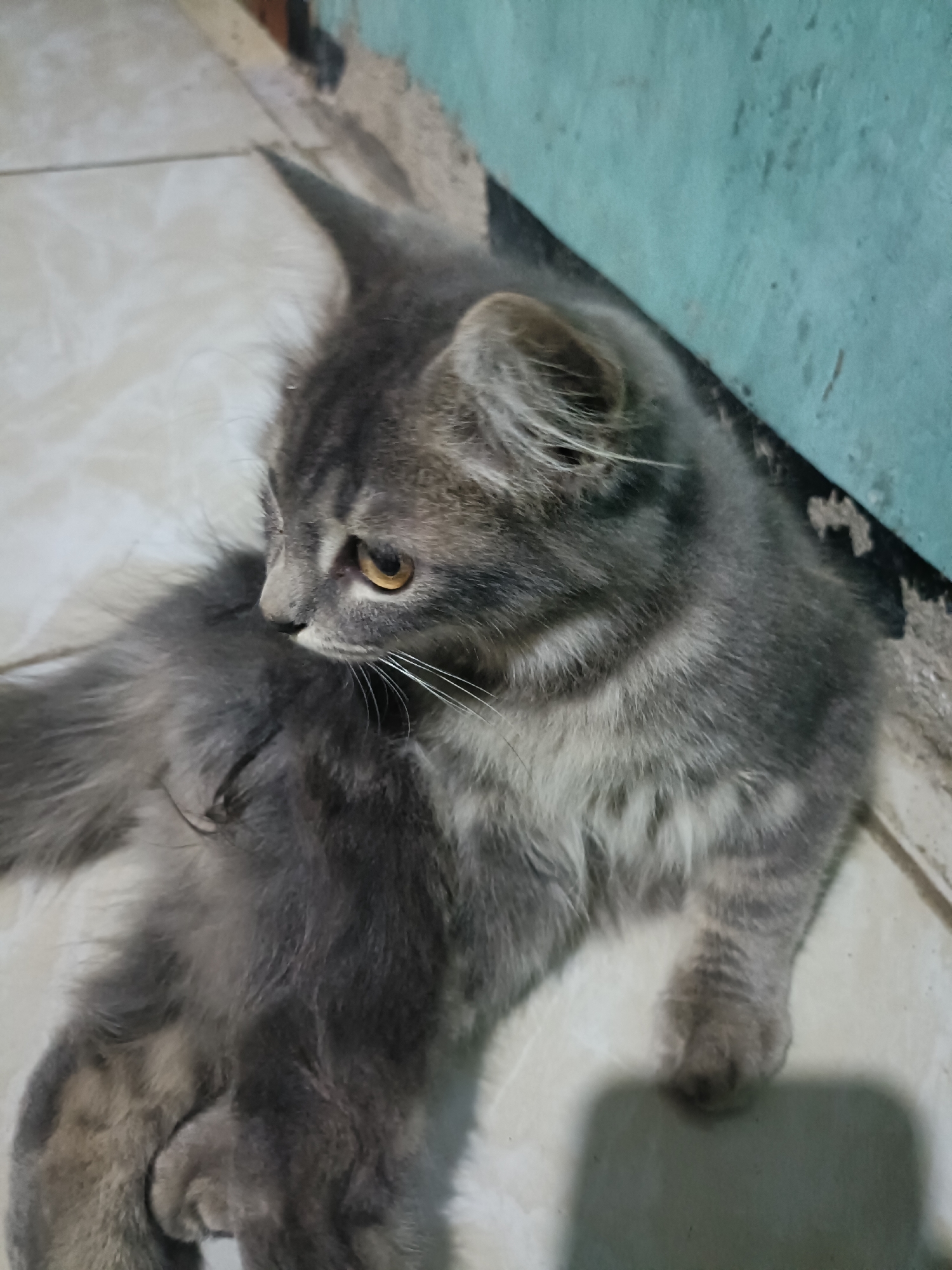 A grey and white striped cat with yellow eyes is lying on a tiled floor. The cat is facing left, with its head turned towards the left side of the frame. Its tail is curled around its body. The background consists of a wall that is painted teal. The floor tiles are off-white. There is a shadow of the cat on the floor. The scene appears to be indoors.