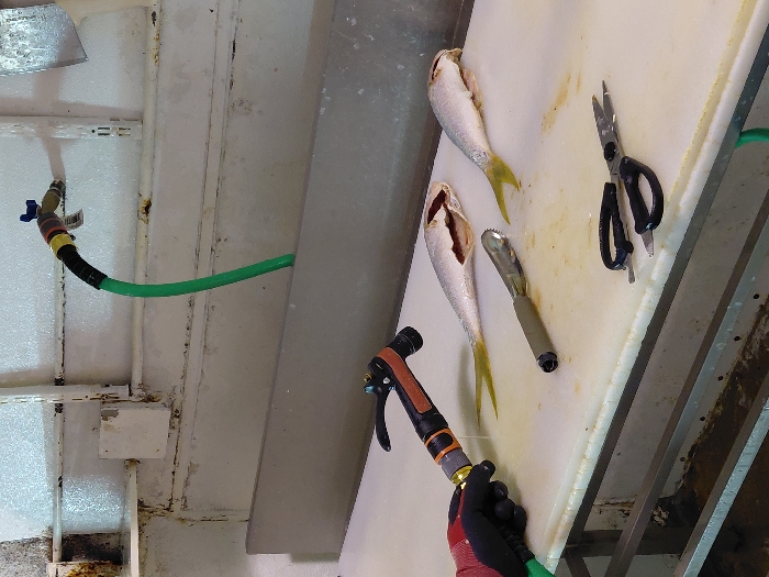 This image depicts a fish cleaning station, potentially located in Cutler Bay, United States of America. A person's left hand, covered by a red and black work glove, holds a black and orange spray nozzle connected to a green garden hose. The hose extends upwards to a brass spigot with a blue handle, mounted on a white, textured wall. The wall exhibits signs of rust and wear, with exposed metal shelving brackets.
On a prominent white cutting surface, two gutted fish with distinctive yellow caudal fins are laid out. One fish is positioned to the upper left, while the other is to the right. Also on the surface are a silver-colored fish scaler with a dark handle and a pair of black-handled kitchen shears. A grey partition separates the upper wall area from the white work surface. Below the cutting surface, a metal framework and a visible channel suggest a drainage or waste collection system.