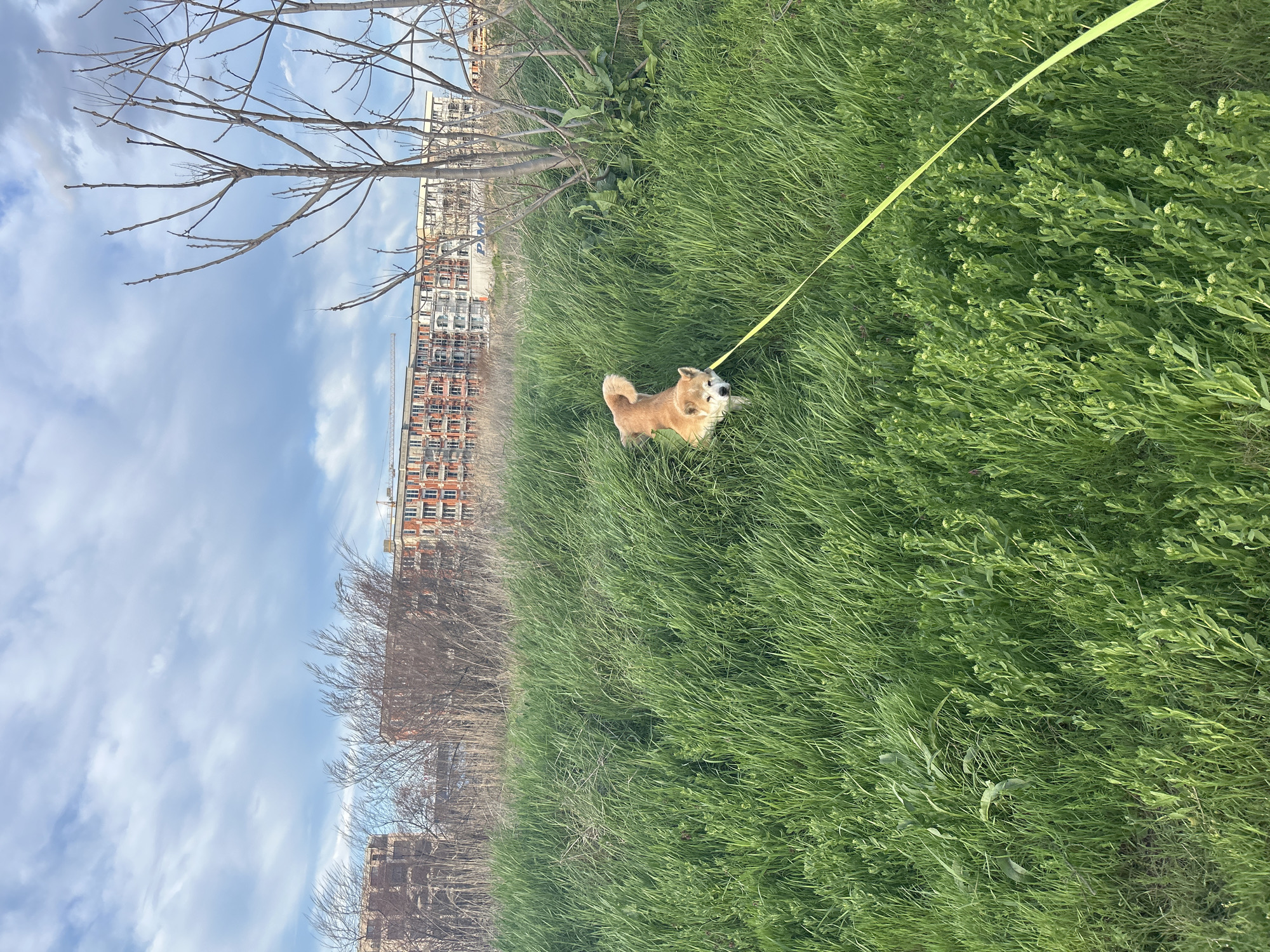 A medium-sized, light brown dog stands on a grassy field. The dog is attached to a long, yellow leash. Behind the field, in the background, is a multi-story construction site and a leafless tree. The sky is blue and cloudy. The photo was taken in Plovdiv, Bulgaria.