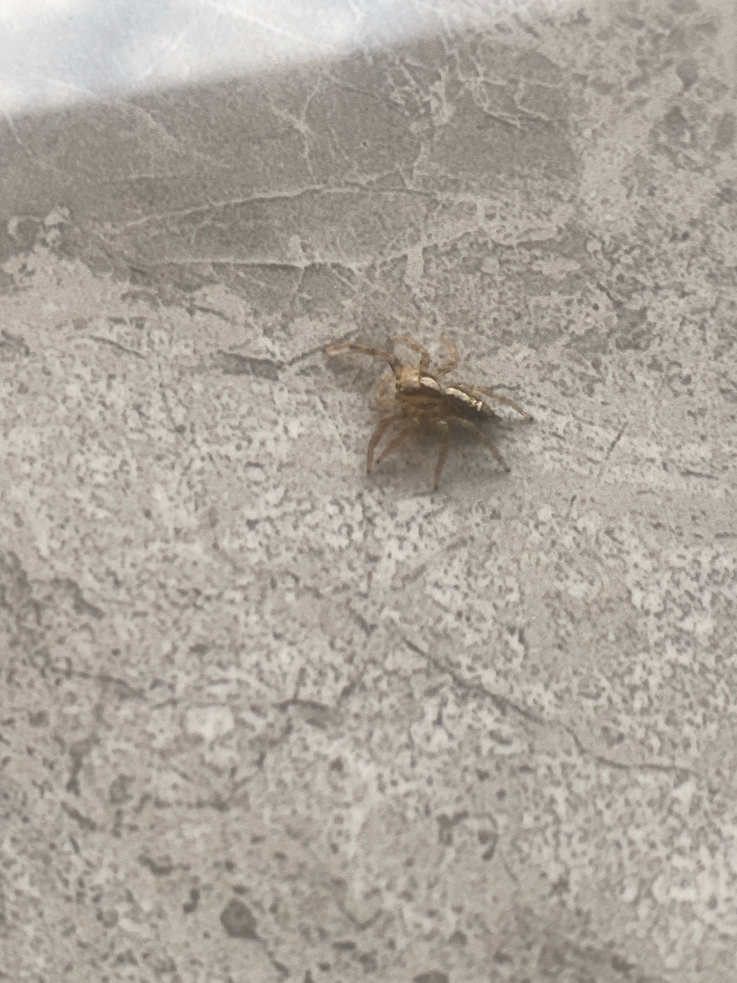 A small, light brown spider with a distinctive dark stripe down its abdomen is positioned on a textured, light gray surface. The spider is facing to the left and its legs are spread out. The surface appears to be a tiled or stone-like material with a mottled pattern. The background is out of focus but suggests a lighter, possibly blueish, area. The image was taken in Barden Yana, Nigeria.
