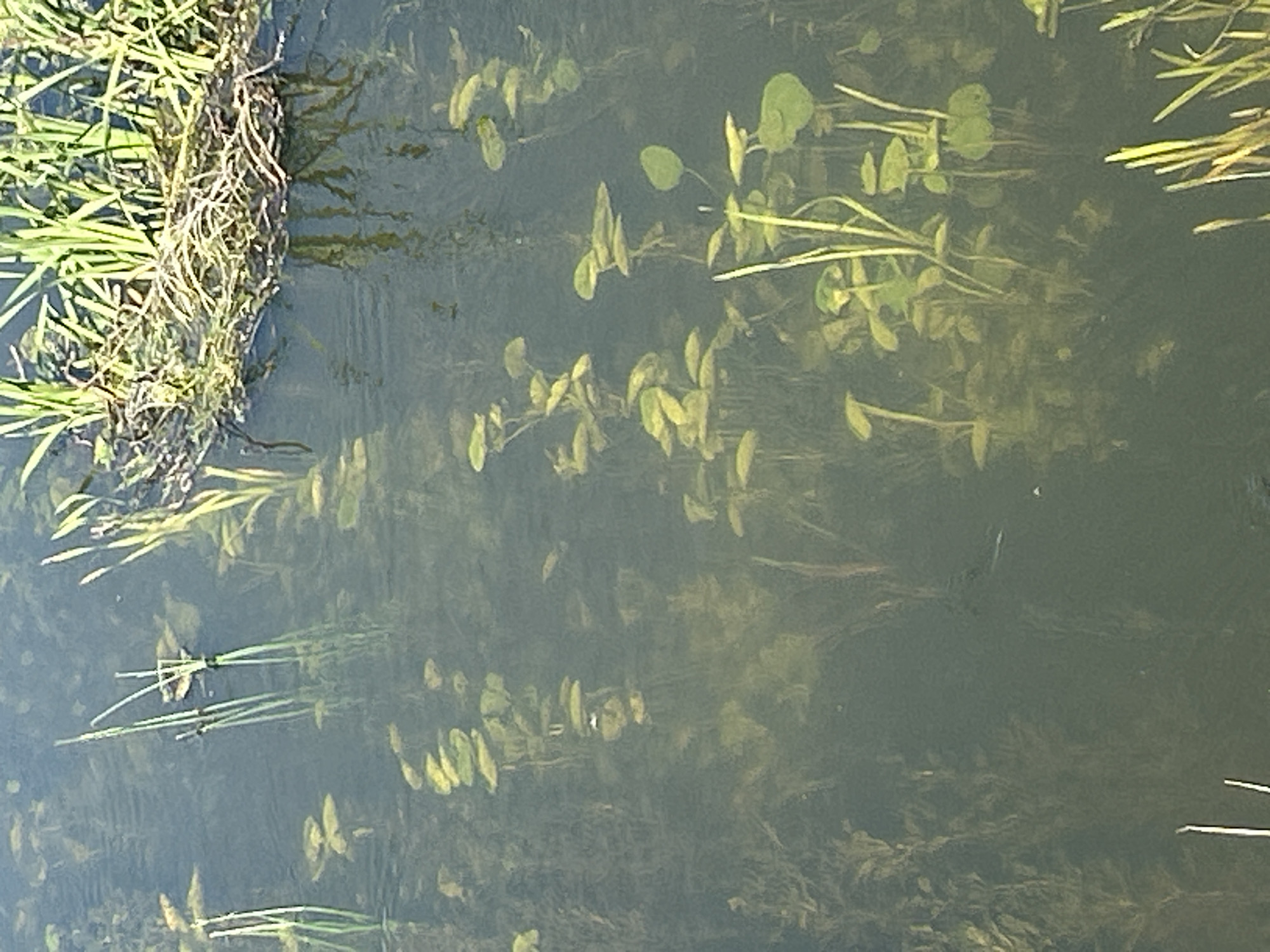 The image shows a section of a murky body of water, possibly a pond or slow-moving stream, with aquatic vegetation. Several plants with round, green leaves float on the surface and grow upwards from beneath. Some tall, reedy plants are visible along the edge of the water, with some growing directly in the water. The water itself is dark and reflects the surrounding greenery. No people or animals are clearly visible. The scene appears to be a natural or semi-natural environment within the city of Kalitsino, Russia.