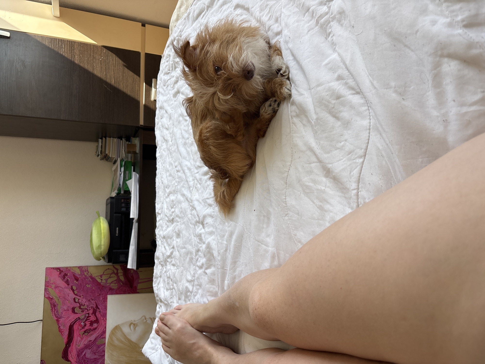 In a sunlit bedroom, a small, scruffy, reddish-brown dog with a white muzzle lies on a white, textured bedspread. The dog is curled on its side, facing the camera, with one paw raised as if scratching its head. To the left of the dog, a person's bare legs and feet are visible, positioned at the edge of the bed. The legs are pale with some freckling. In the background, several items are arranged on a nightstand next to the bed. These include two framed artworks, one with abstract pink and gold swirls and another of a woman's profile in muted tones. A black printer, a green object resembling a banana-shaped pillow, and a stack of books and papers are also present. The room appears to be in a domestic setting, with a wooden wardrobe visible to the right. The overall scene depicts a relaxed, everyday moment. This scene is not located in Sochi, Russia.