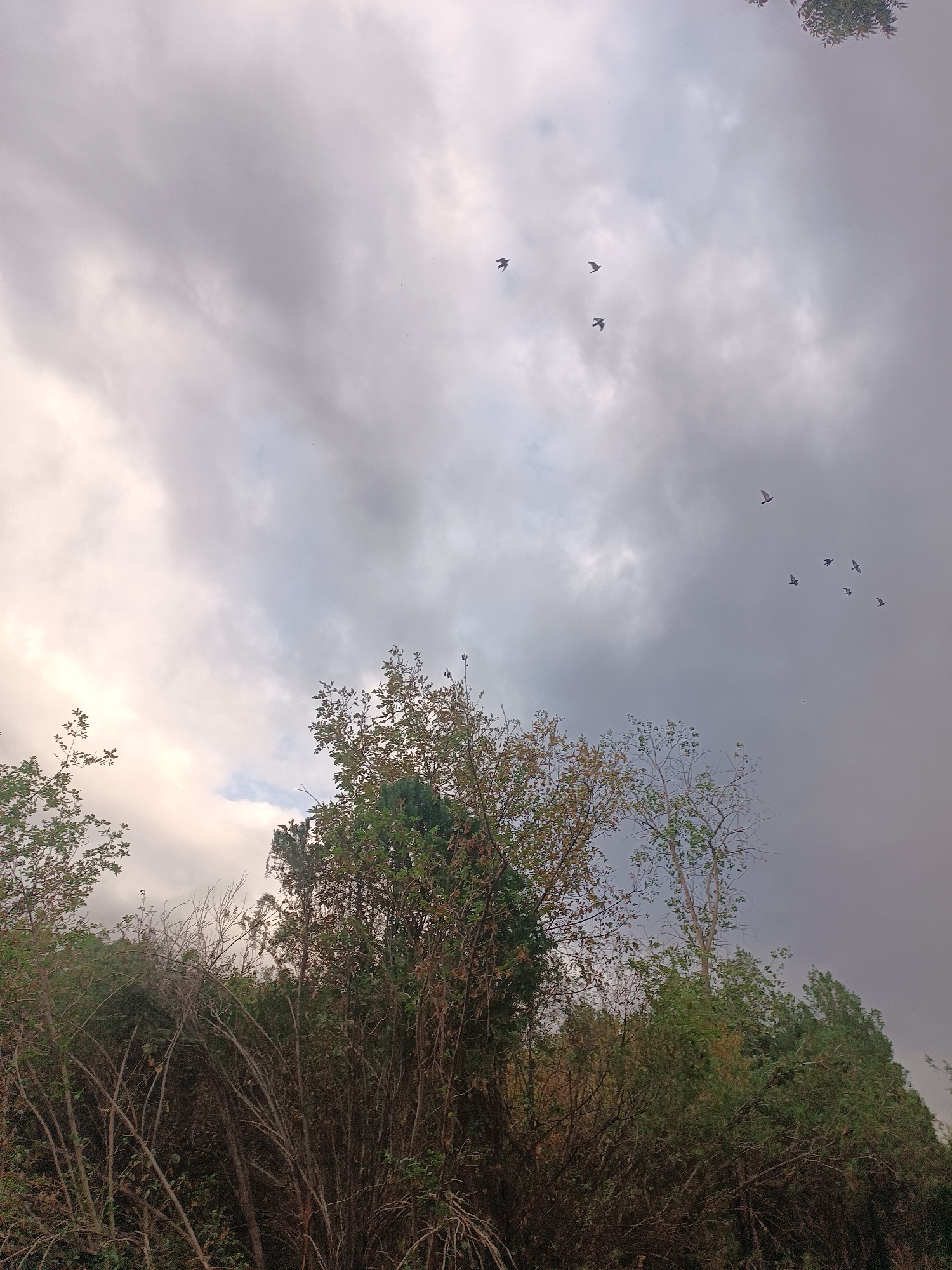 The image shows a cloudy sky with several birds flying. The lower part of the image is filled with trees and branches, creating a dense foliage. The sky is overcast with a mix of light and dark gray clouds. A few lighter patches of sky are visible, suggesting the presence of the sun behind the clouds. The birds are small, dark silhouettes against the sky, and they appear to be in mid-flight. The trees are a mixture of green and brown, with some bare branches visible. The scene appears to be an outdoor natural setting, likely a park or wooded area within Bishkek City, Kyrgyzstan.