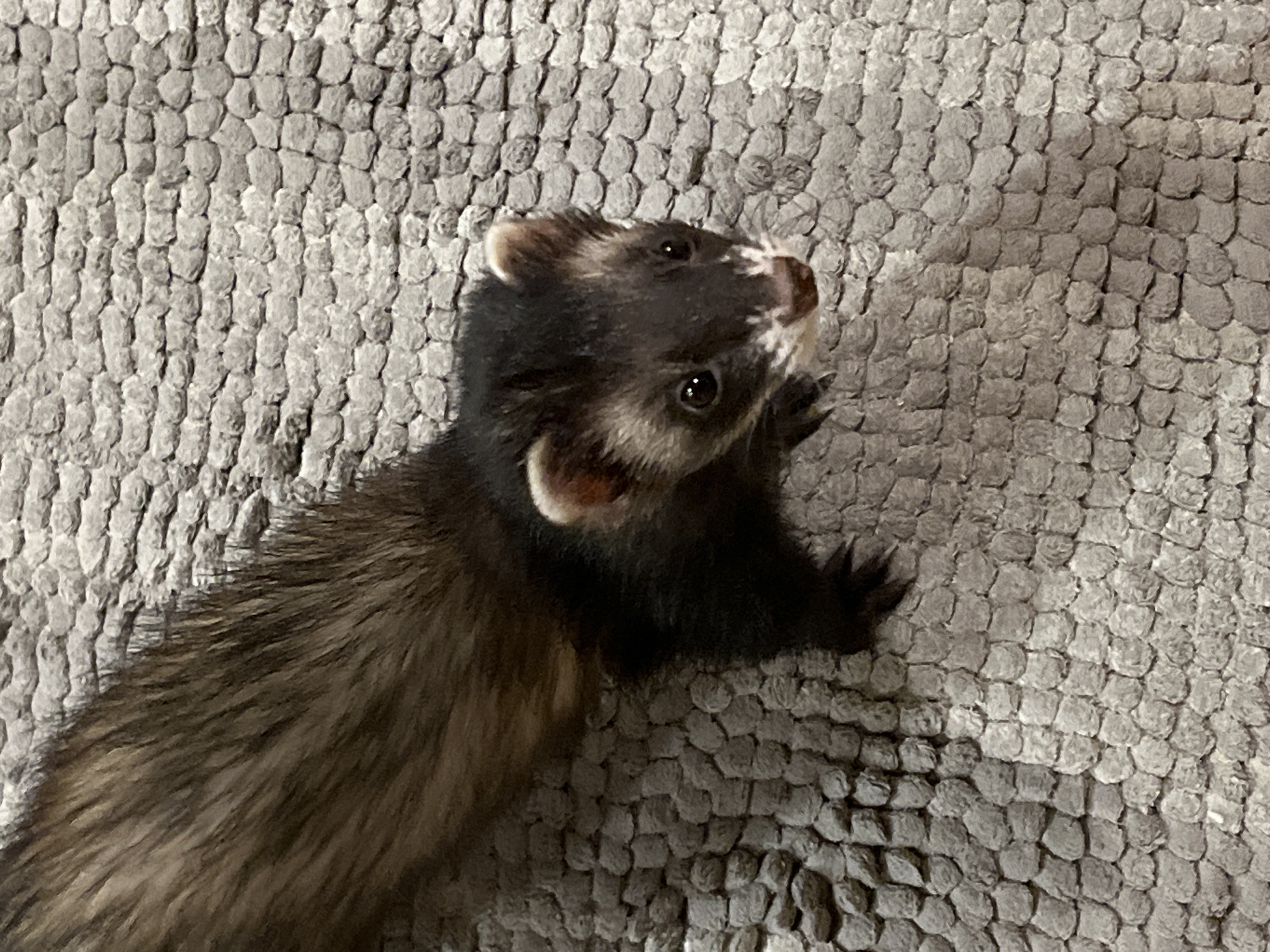 A single ferret is positioned on a gray, textured surface, likely a rug or mat with a pattern of small, rounded nubs. The ferret, primarily dark brown to black, features a lighter brown dorsal stripe extending to its tail. Its face displays a distinctive mask pattern, with white fur outlining the snout and around the forehead, contrasting with darker fur around the eyes. The nose is a reddish-brown. The ferret's head is slightly tilted, and it looks directly into the camera with dark eyes. Its front paws are partially visible beneath its head. The environment is indoors, as indicated by the uniform flooring. This scene is located in San Bernardino Tlaxcalancingo, Mexico.
