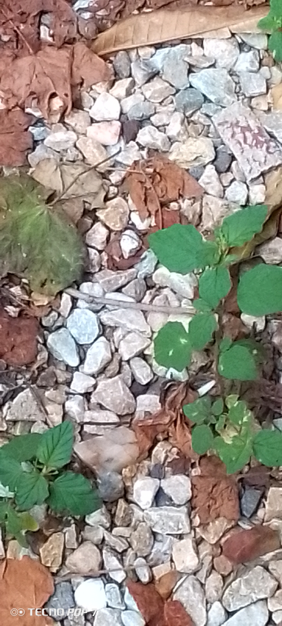 The image displays a close-up, overhead view of a ground surface covered in gravel and fallen leaves. Scattered amongst the gravel and dry, brown leaves are several small, green plants with broad leaves. The gravel consists of various shades of gray, white, and some reddish-brown stones. In the lower left corner, a portion of a watermark reads "TECNO POP 7". The scene appears to be an outdoor environment, possibly a pathway or garden bed. The lighting suggests it is daytime. There are no people or animals visible in the image. The overall impression is one of a natural, albeit somewhat unkempt, outdoor setting.