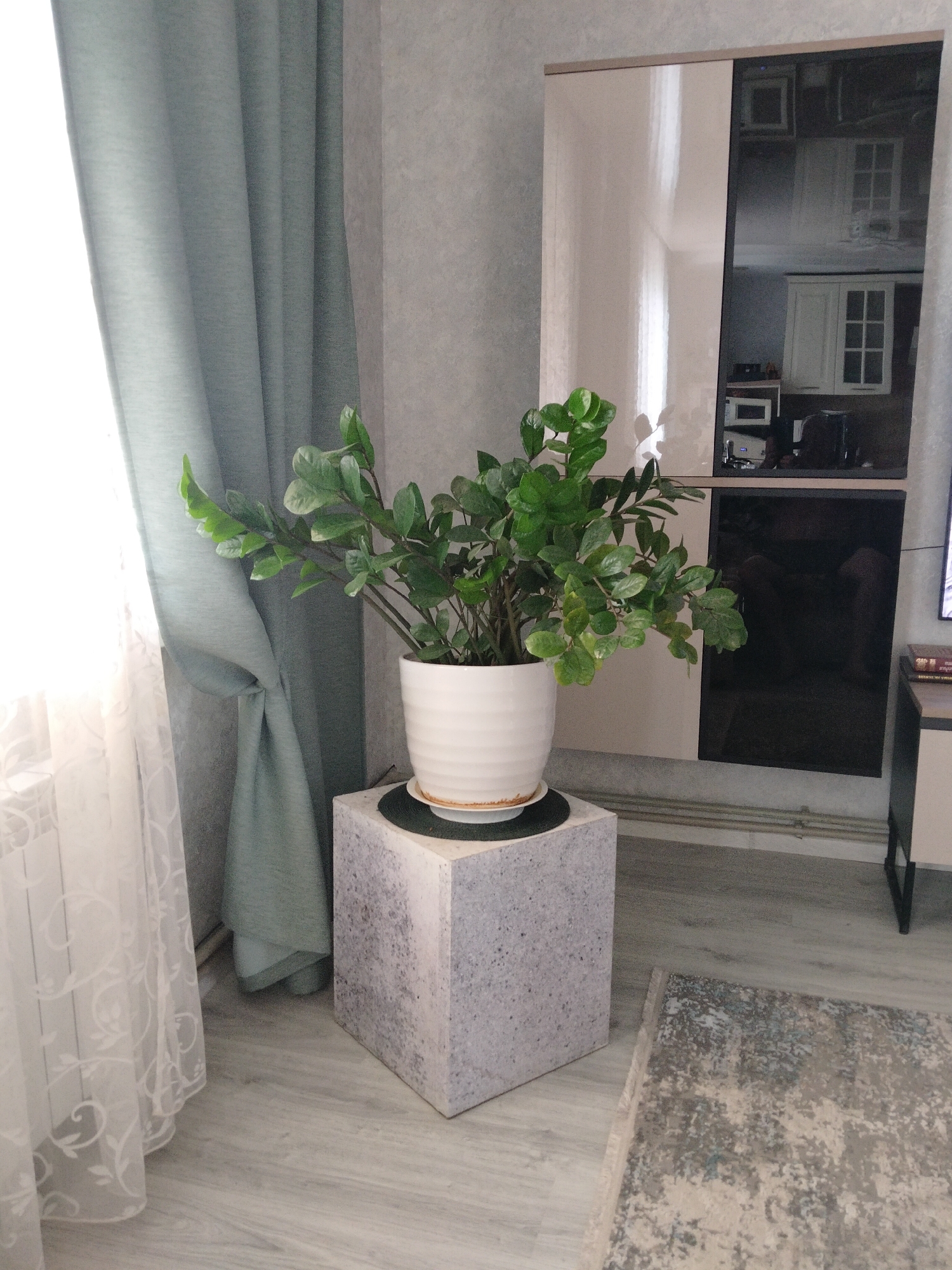 An indoor shot captures a contemporary living room with a focus on a ZZ plant in a white pot, situated atop a grey, textured pedestal. The plant, with its glossy green leaves, is a prominent feature. To the left, a sheer white curtain with a floral pattern and a thicker, teal curtain are visible, framing a window that lets in bright light. In the background, a tall cabinet with a beige and black mirrored finish is partially seen. The floor is light grey laminate, and a textured, abstract patterned rug lies in the foreground. The scene appears to be a still life, with no people or animals present. The overall ambiance is modern and clean, suggesting a well-maintained domestic space. The location is identified as Novinki, Russia.