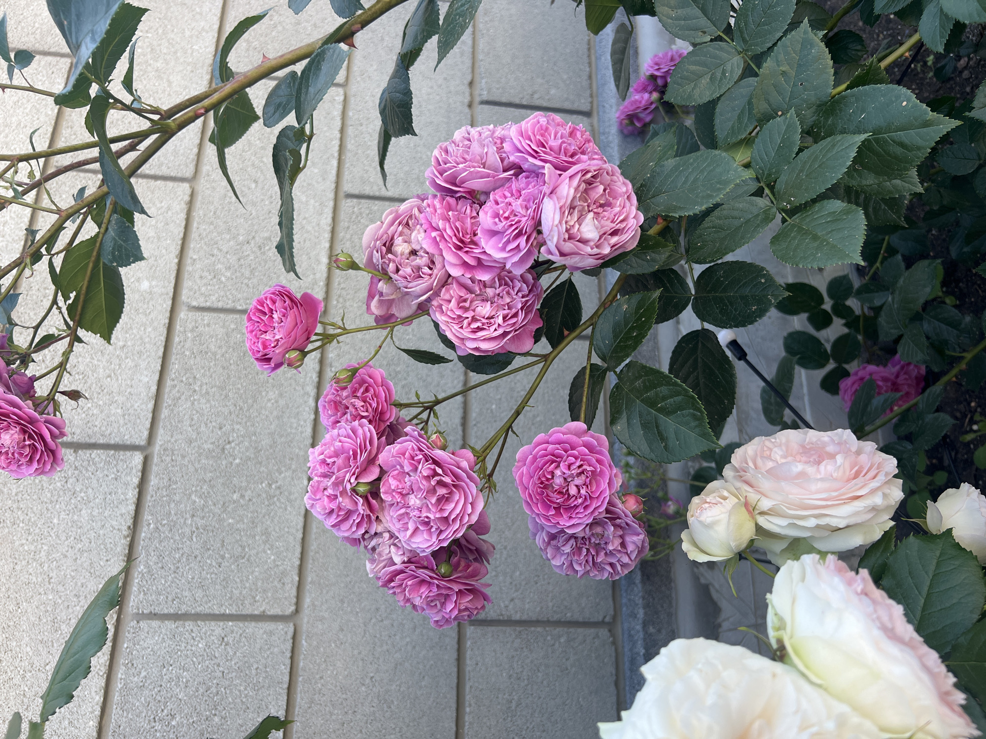 A cluster of pink roses are in full bloom against a light grey brick wall. The roses are on a stem with dark green leaves. To the left of the pink roses, partially visible, are large white and pale pink roses. The scene appears to be outdoors, with the brick wall serving as a backdrop.