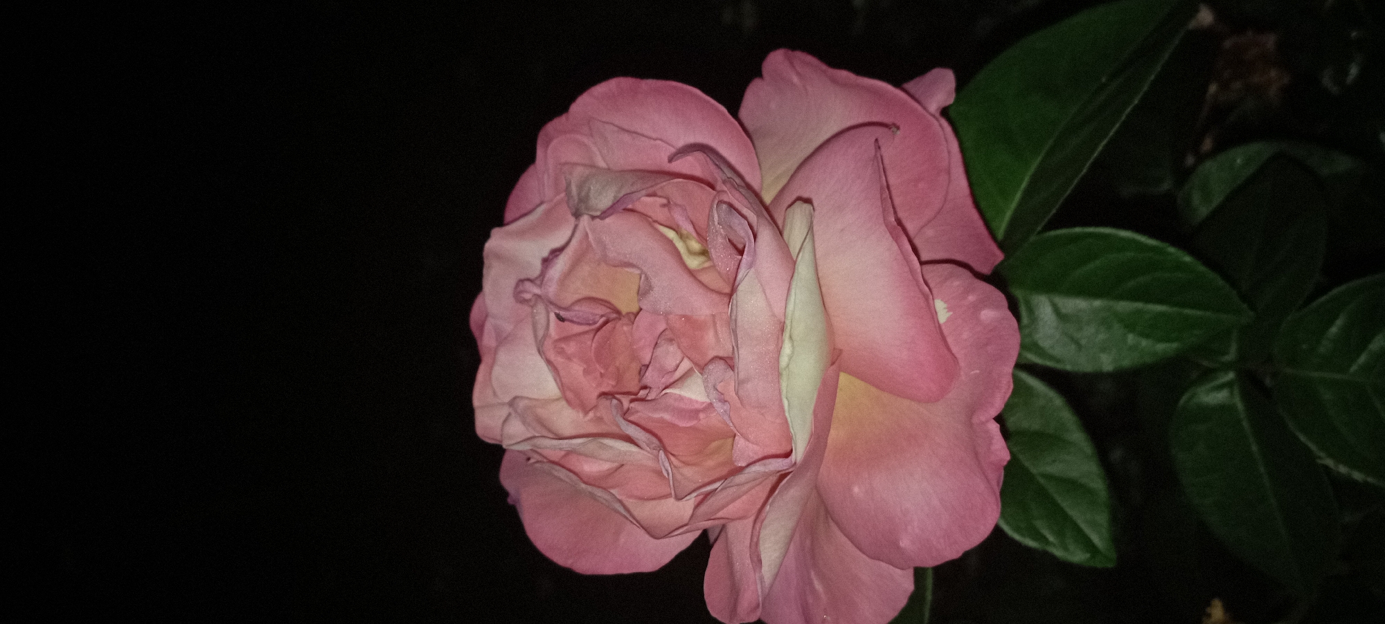 A close-up, vertical shot displays a light pink rose against a dark, blurred background. The rose is in full bloom, with its petals unfurling in layers, revealing delicate folds and subtle variations in color, ranging from a soft blush to a creamy white at the edges. Tiny water droplets are visible on some of the petals, adding a subtle shimmer. Below the bloom, several dark green leaves are visible, partially obscuring the lower portion of the rose. The overall impression is one of natural beauty captured in low light, evoking a sense of quiet elegance. The location of this image in Radisne, Ukraine is not discernable from the visual information provided.