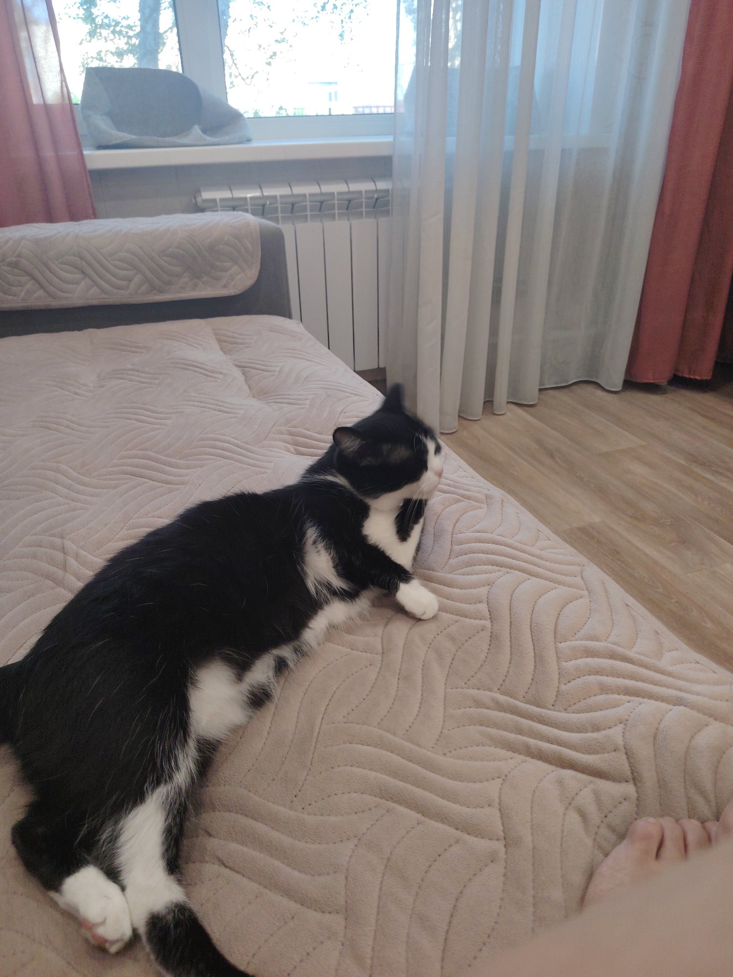 An indoor scene shows a black and white cat lying on a beige quilted surface. The cat is positioned diagonally across the frame, facing the right. To the left of the cat is a grey headrest on a sofa. In the background, a window is visible with sheer white and pink curtains. Outside the window, trees and branches can be seen, along with a white radiator against the wall. The floor is made of light-colored wood. A human foot is partially visible in the lower right corner of the image.