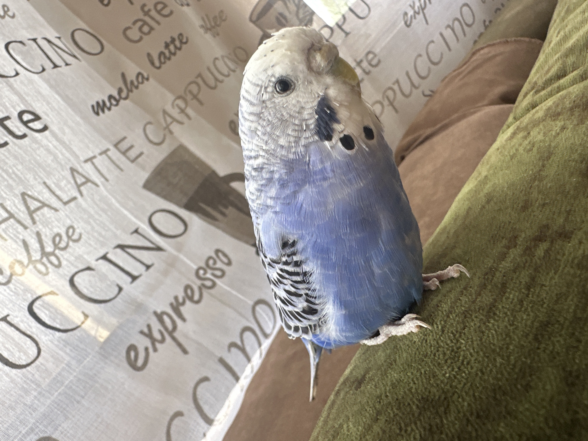 An adult budgerigar, with pale blue and white plumage, is perched on a textured green surface, likely upholstery. The bird is facing to the right, with its head turned slightly towards the viewer. Its eyes are dark and beady, and its beak is a pale yellow. The background consists of a sheer, patterned fabric with text that appears to be coffee-related, such as "CAPPUCCINO" and "espresso." The lighting suggests an indoor setting, possibly near a window due to the bright light illuminating the fabric. No people are present in the image.