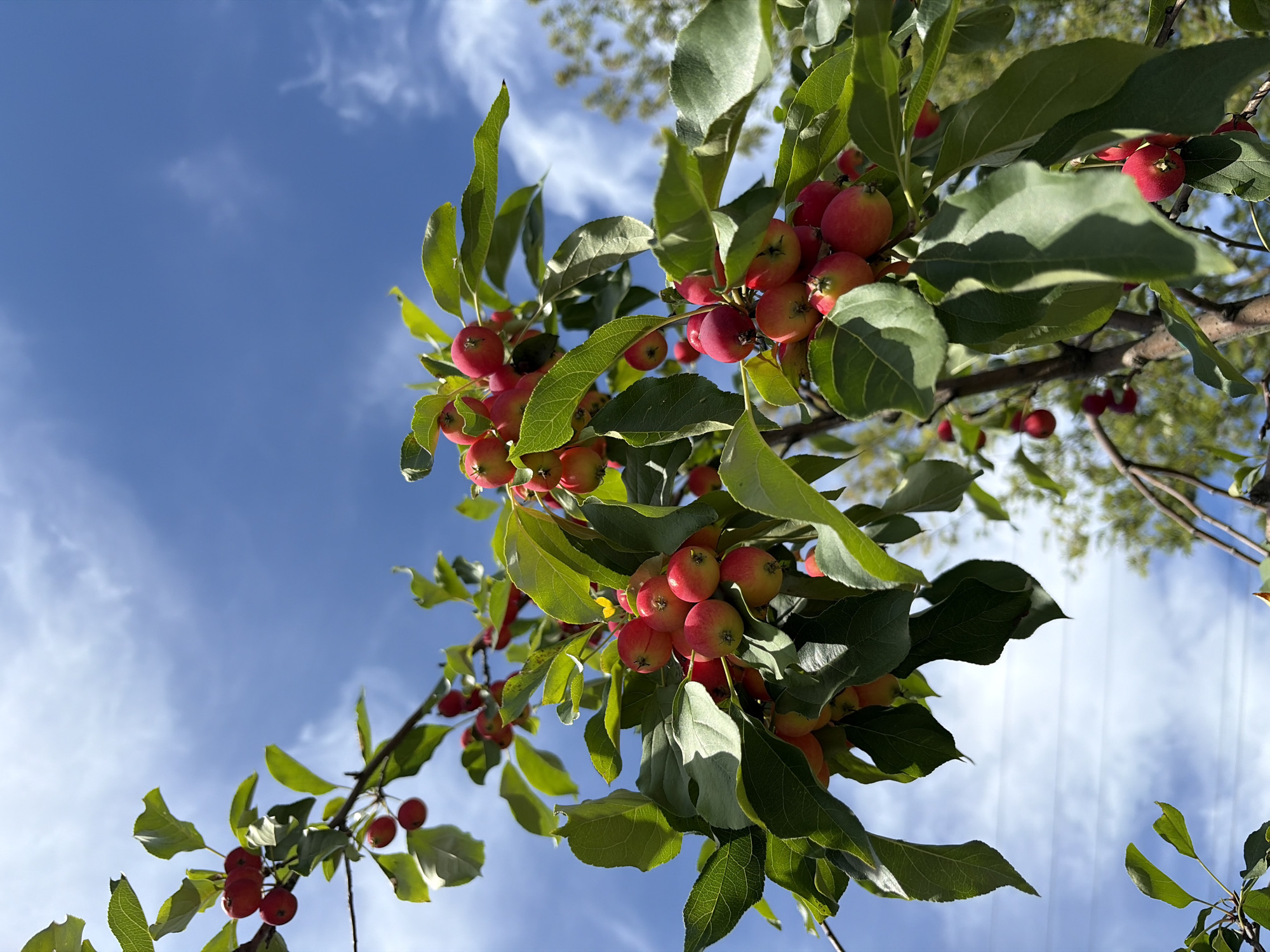 The image shows a close-up of a crabapple tree branch laden with ripe, red fruit against a bright blue sky with wispy white clouds. The fruit is small and round, with some showing a transition from green to red. Green leaves are abundant on the branch, some are slightly wilted. The branches of the tree are visible, along with hints of other trees and a power line in the background. The perspective is from below, looking up at the branch and the sky. The scene appears to be outdoors in a natural setting, likely a park or a backyard in Khimki, Russia, during a sunny day. There are no people or animals visible in the frame.