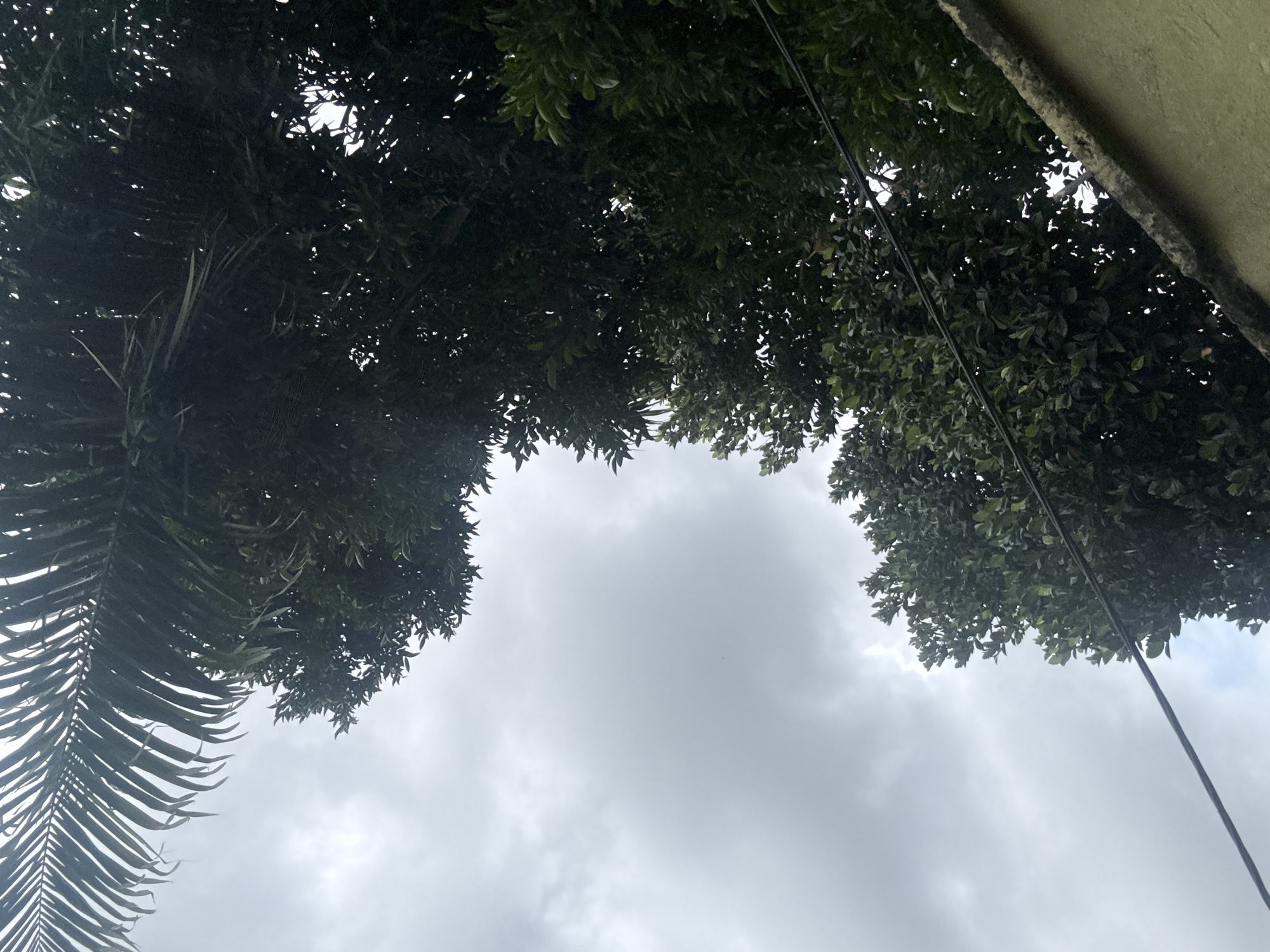 The image captures a view looking upwards towards a cloudy sky, framed by lush green foliage. On the left, a large palm frond extends into the frame, its long, slender leaves fanning out. To the right and across the top, the dense canopy of a leafy tree dominates, with small gaps allowing glimpses of the sky. A concrete wall, textured and light in color, is visible along the upper right edge of the frame, suggesting the presence of a building. Two dark wires, likely electrical or telephone lines, are also present, one running diagonally from the upper right towards the bottom of the frame, and another smaller one partially visible in the upper center. The sky is overcast with thick, gray clouds, indicating a possibly humid or rainy day. The overall impression is one of being outdoors, possibly in a garden or street, beneath a canopy of trees on a cloudy day in Nkpor, Nigeria. There is no discernible text in the image.