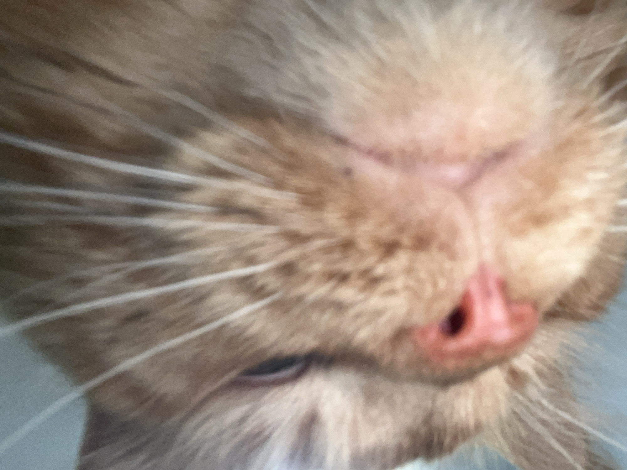A close-up, out-of-focus image shows the face of an orange tabby cat. The cat's pink nose and part of its mouth are visible. The fur appears to be short and soft, with long white whiskers. The background is a blurry light blue.