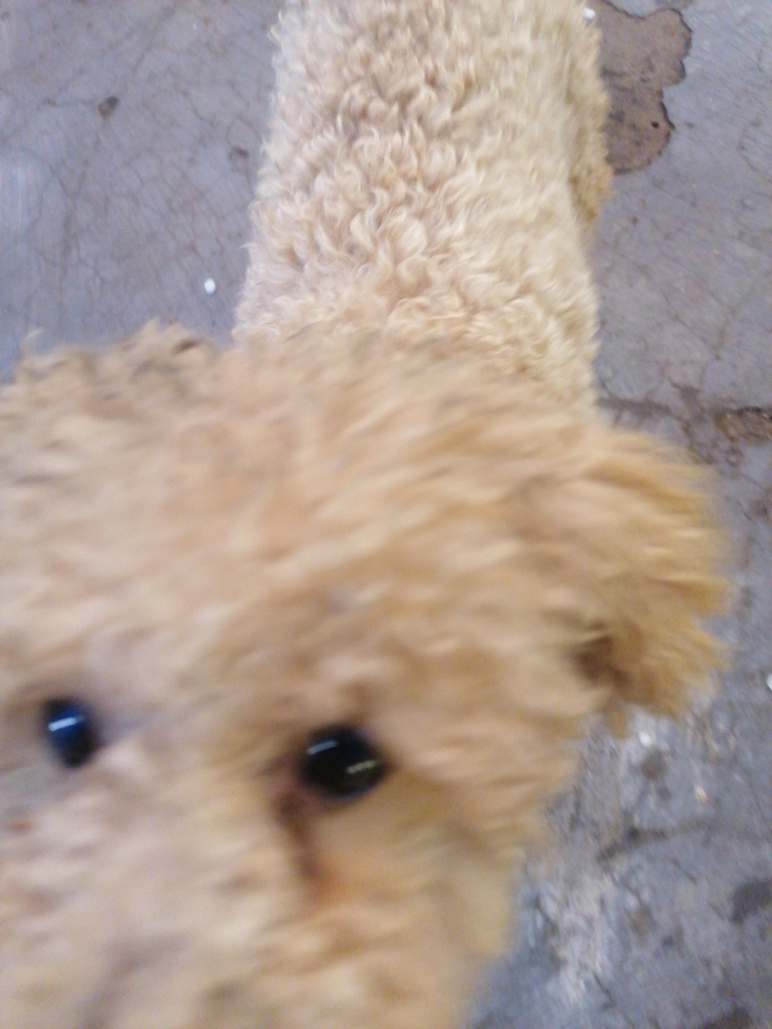 A tan-colored poodle dog is the primary subject of the image. The dog is closely positioned to the camera, with its face prominently displayed. Its eyes are visible and black. The dog's fur has a distinct curly texture. The background appears to be a grey, somewhat textured surface, possibly concrete. The location is not discernible.