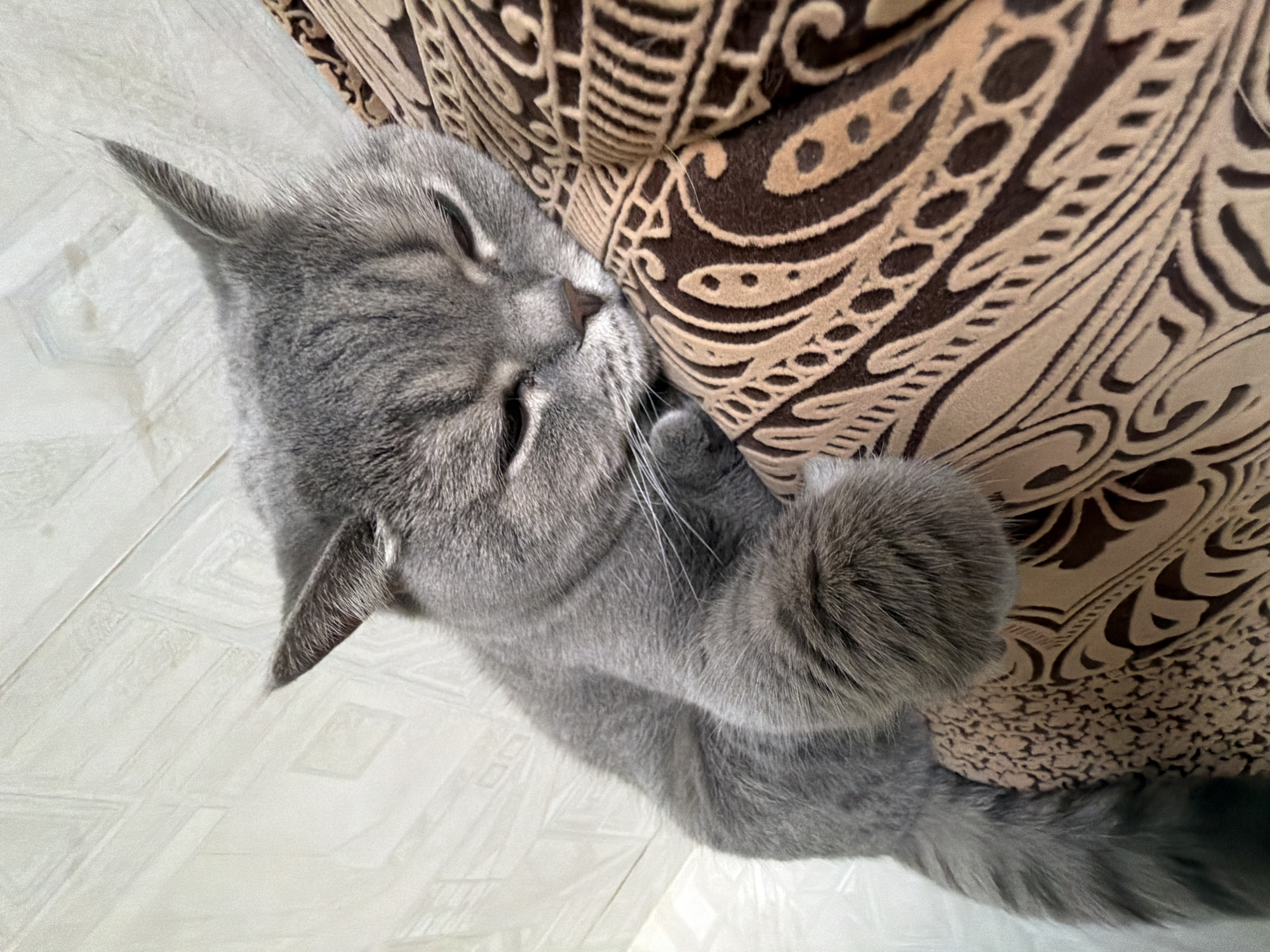A gray Scottish Straight cat rests against a patterned pillow on a white surface. The cat is lying down, facing towards the upper-left. The pillow has a brown and tan swirling pattern. The white surface is marked with a grid of square indentations. There is no indication of the location being Perm, Russia in the image.