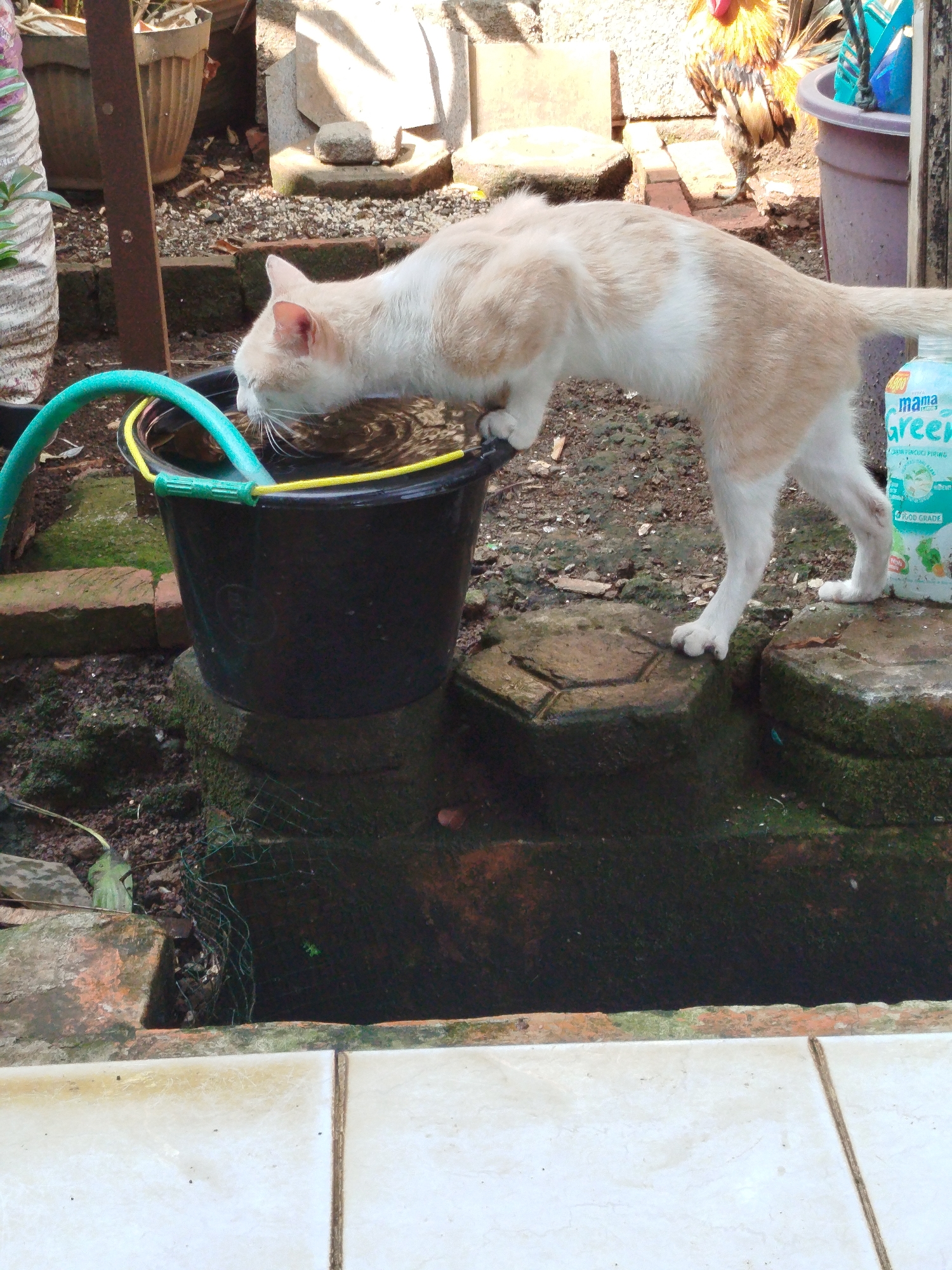 A light brown and white cat drinks water from a black bucket. The cat is standing on a stone ledge with its head lowered into the bucket, which is filled with murky water and contains a yellow and green hose. The bucket sits on top of two moss-covered stone blocks. In the background, a rooster with orange and brown plumage stands near a large purple pot, and other assorted objects including pots, bricks, and gravel are visible. The scene appears to be outdoors, possibly in a yard or garden in Depok, Indonesia.