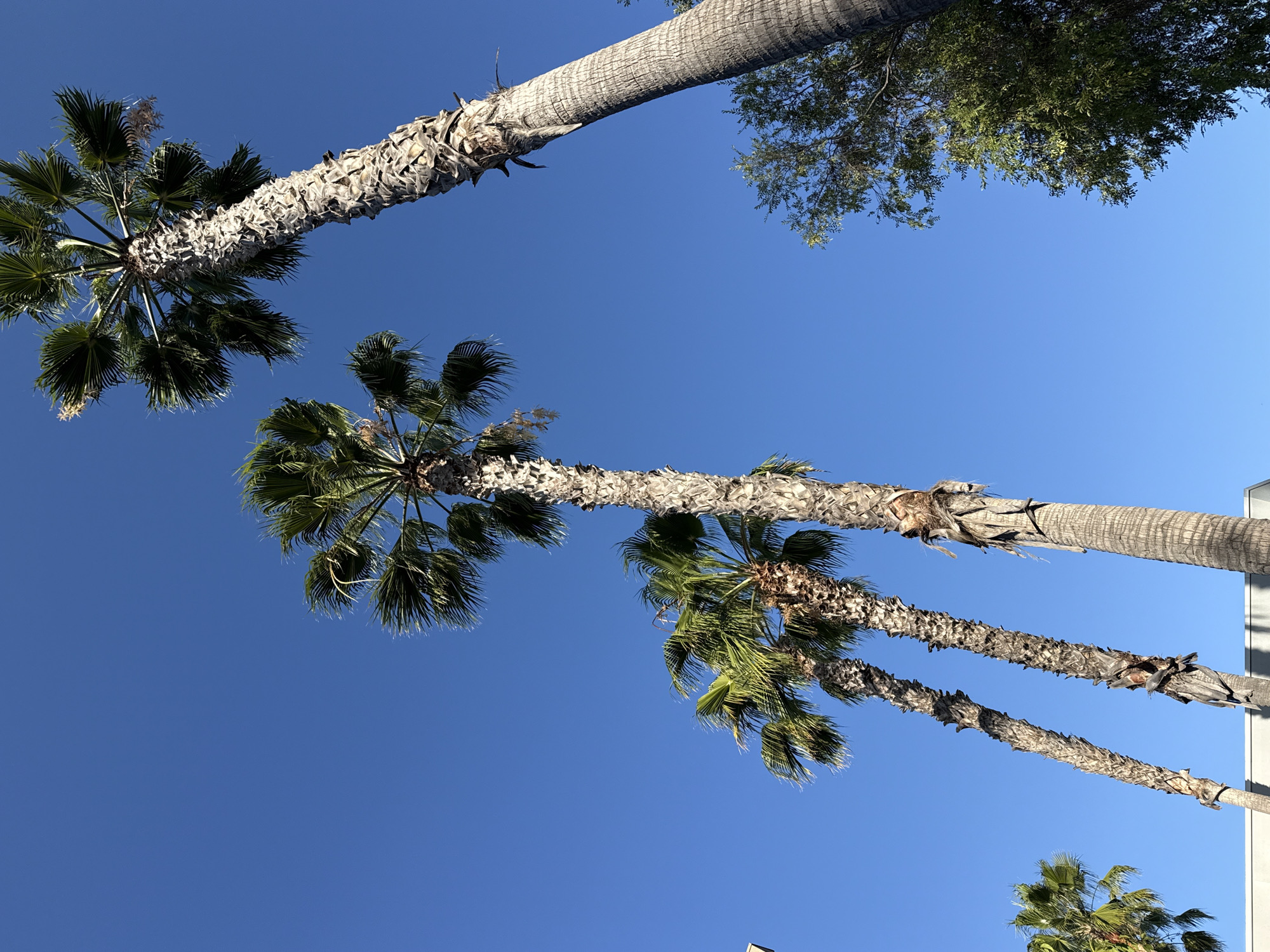 The image shows a clear blue sky with a row of palm trees on the left, leaning towards the right. The palm trees vary in height and thickness, with rough, textured trunks and lush green fronds at the top. Some of the trees have dried fronds hanging down. A smaller tree with green leaves is visible on the right side of the image, partially obscuring the sky. In the lower part of the image, a white building or structure can be seen. The image appears to have been taken outdoors in a sunny environment.