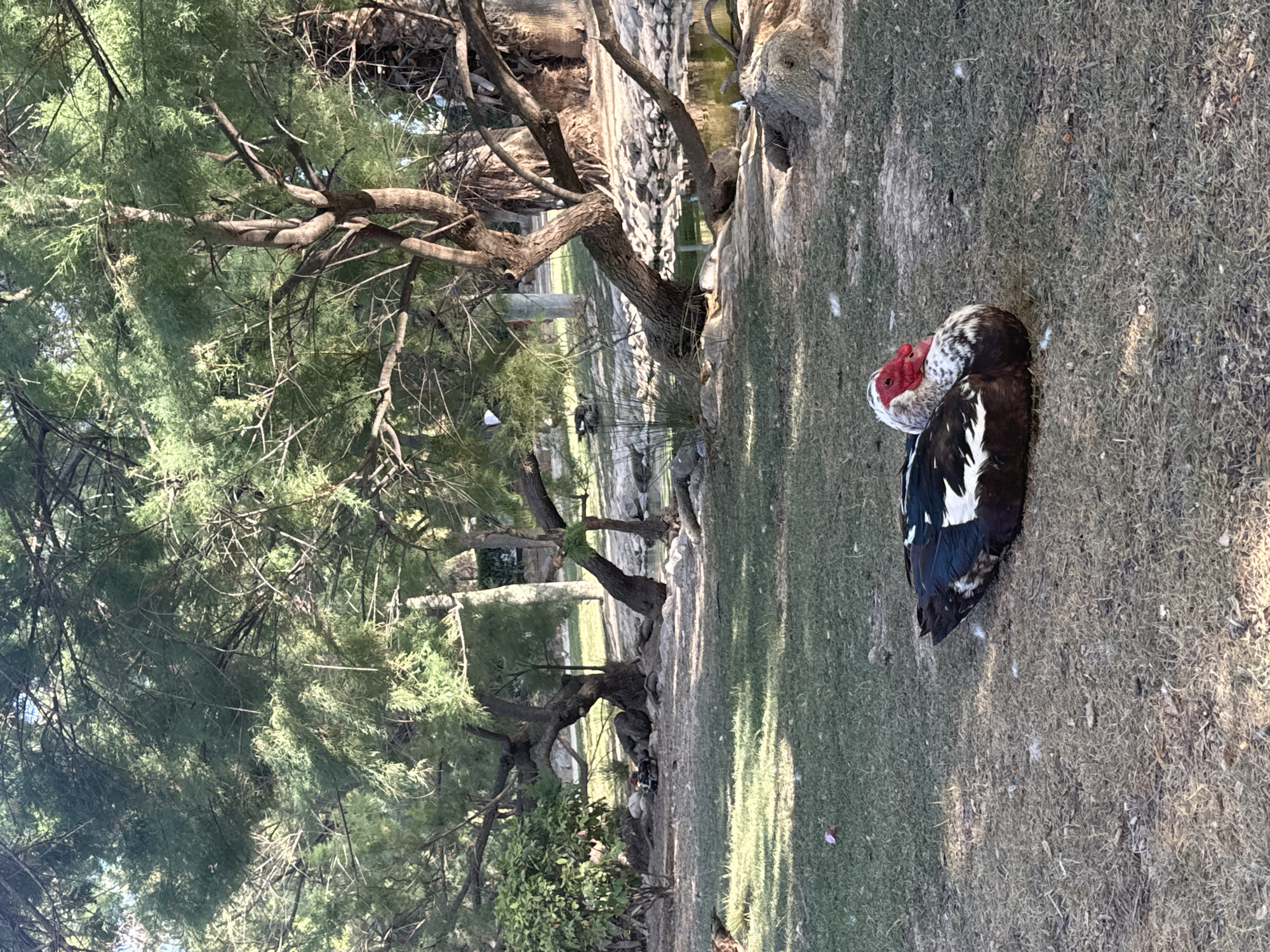 A Muscovy duck with black and white plumage and a red, warty face is resting on dry grass in a park. The duck is positioned in the foreground, facing left, with its head tucked. In the background, several trees with green foliage provide shade, and a body of water with rocks along its edge is visible. The environment appears to be a park or garden area. The location is not specified as being in Murcia, Spain.