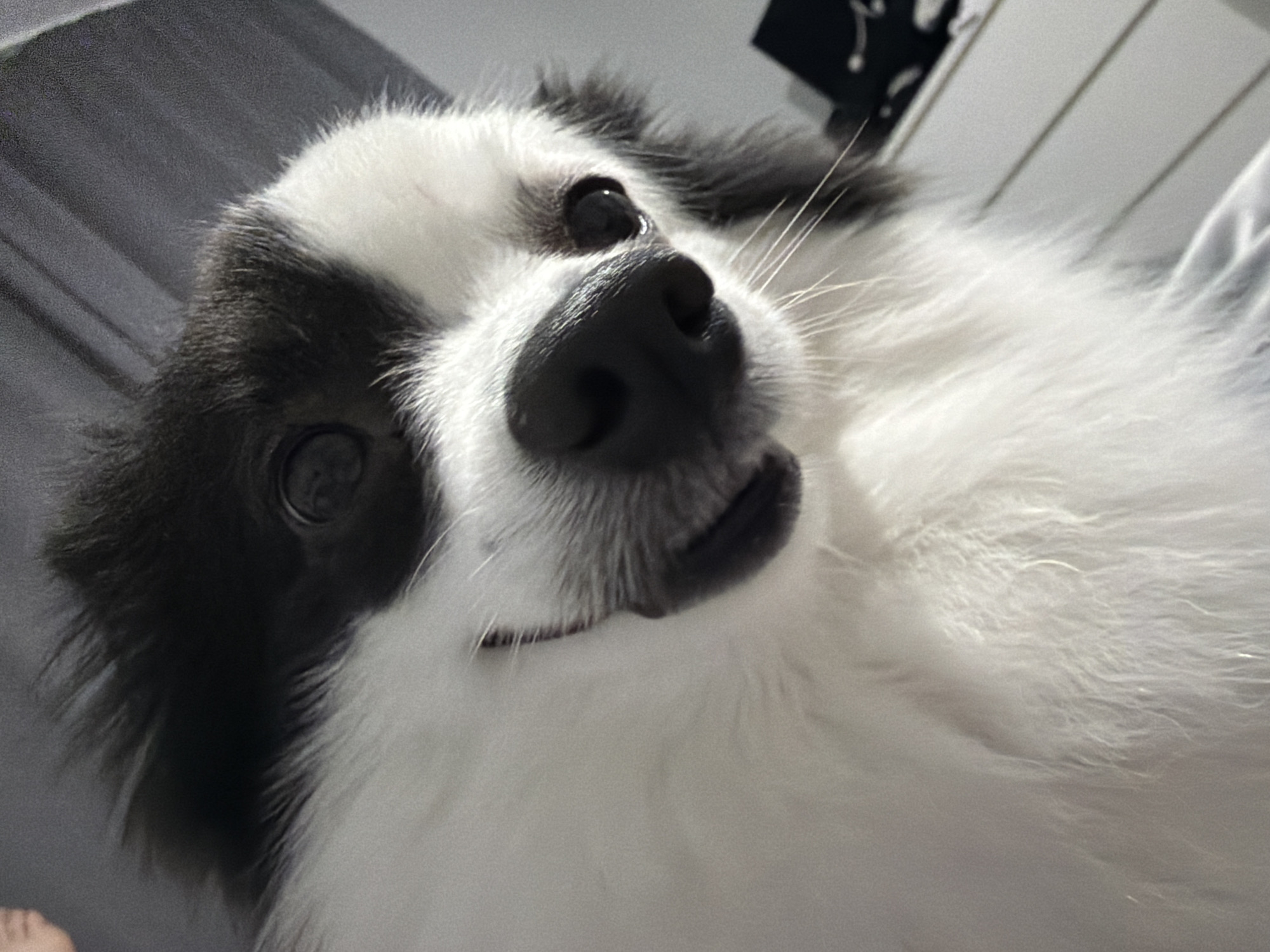 The image is a close-up, low-angle shot of a black and white dog's face. The dog's fur is fluffy and appears to be a long-haired breed. Its nose is dark and wet, and its eyes are dark and round. The dog's mouth is slightly open, revealing a hint of its tongue. The background is out of focus and appears to be a room with a gray curtain and a white dresser with drawers. There is no discernible location within the city of Stara Zagora, Bulgaria, visible in the image. The image captures a moment of direct interaction with the dog, as if it is looking directly at the camera.