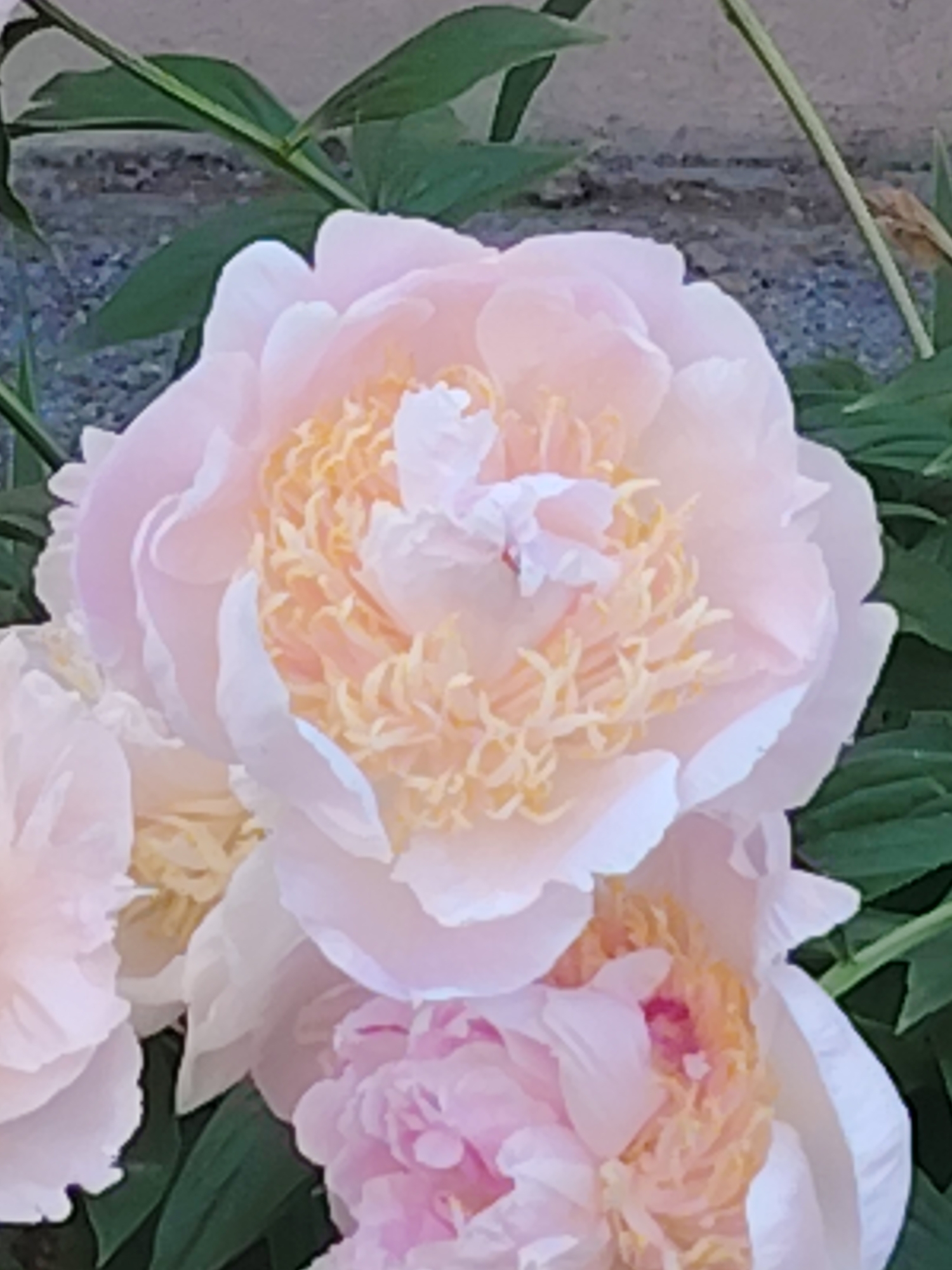 A close-up, slightly blurred shot captures the delicate petals of several peonies. The main focus is on a large, light pink peony with a ruffled center of yellow stamens. To the left, a smaller, partially visible pink peony peeks out. Behind the blooms, dark green leaves provide a backdrop, and a grey, textured surface, possibly a wall or stone, is visible in the upper portion of the image. The lighting suggests it is daytime, with soft illumination that highlights the soft textures of the flowers. The overall scene is peaceful and natural, implying the flowers are in a garden or outdoor setting.