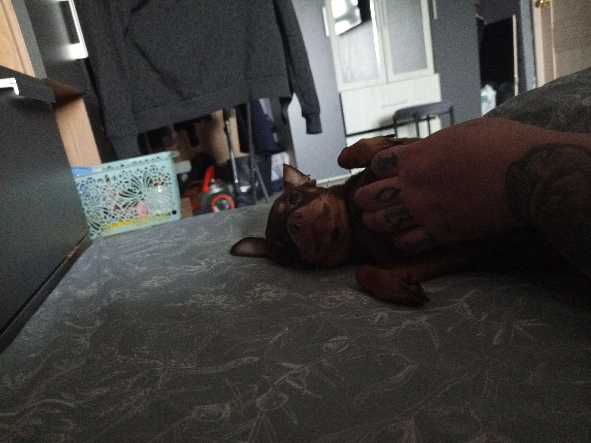 The image shows a brown chihuahua lying on a gray patterned bed sheet. An arm and hand with visible tattoos are resting on the dog. In the background, there is a gray sweatshirt hanging, a white cabinet, and a gray wall. A laundry basket is also visible. The location in the city of Chulman, Russia cannot be verified from the image.