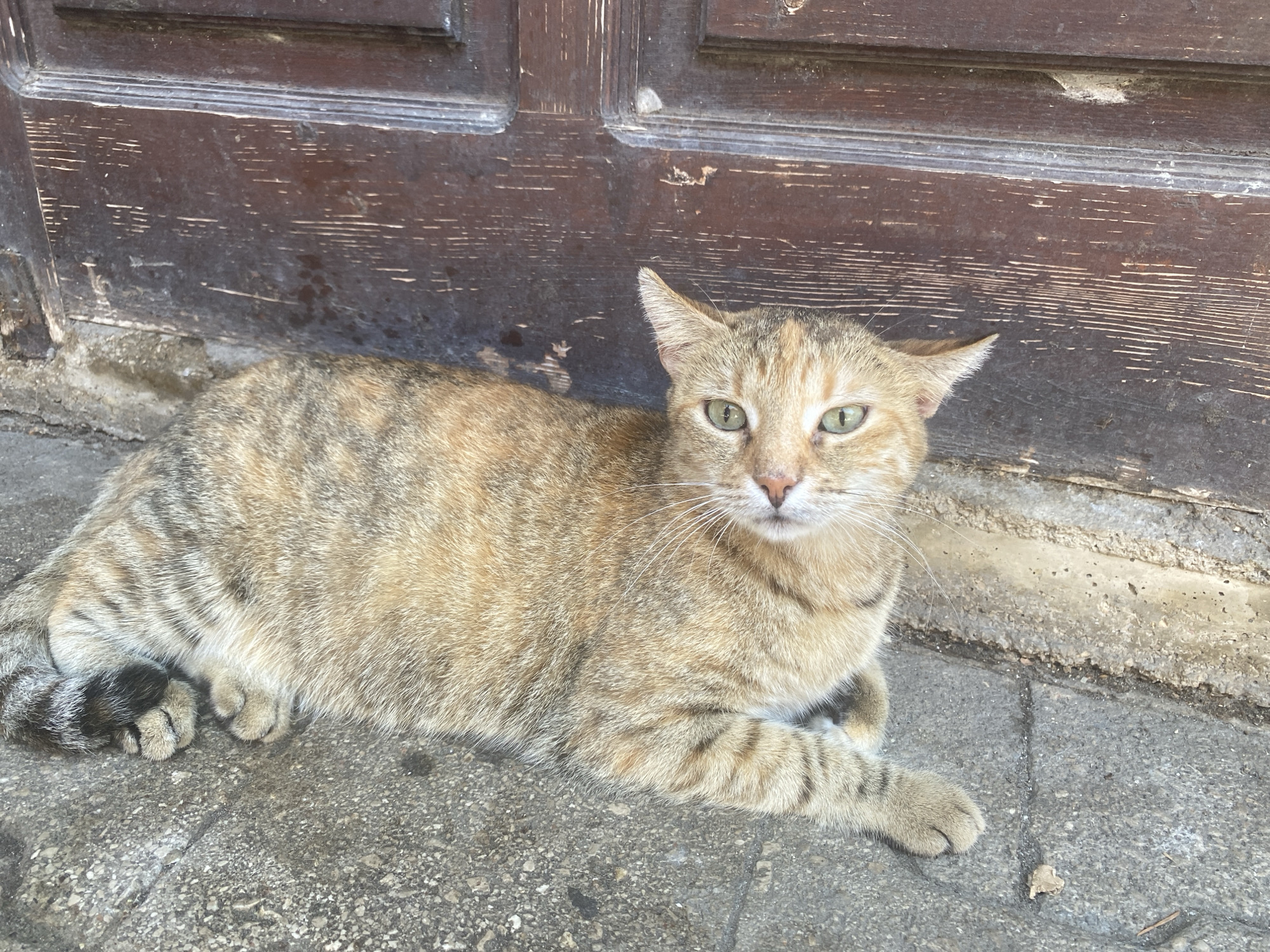 A calico cat with green eyes lies on a textured stone ground in front of a dark brown wooden door. The door has visible horizontal lines and some wear and tear. The cat's fur is a mix of orange, brown, and black tabby patterns. Its paws are tucked underneath its body, and its tail is curled to the left, showing striped markings. The ground is made up of rough, grey paving stones, with some small debris visible. The lighting suggests it is daytime. The location is Bjeliši, Montenegro.