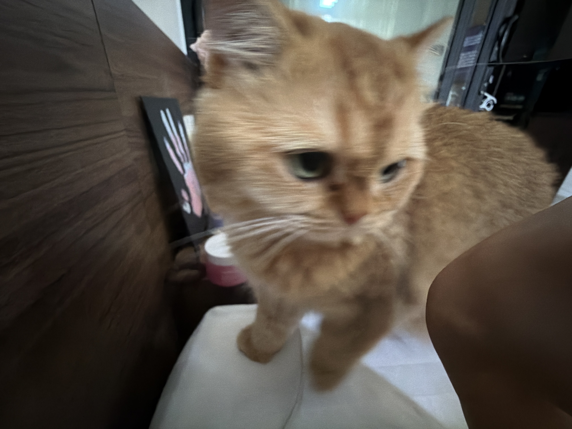 The image shows a close-up of an orange cat standing on a white surface, possibly a bed or sofa. The cat has green eyes and appears to be looking down and to the right of the frame. The background is blurred, but a dark wooden surface, possibly a wall or furniture, is visible on the left. A small black object with white stripes is leaning against the wooden surface, and a pink and white container is also partially visible. To the right of the cat, a portion of a person's leg is visible, suggesting the presence of a person in the scene. The lighting is dim, and the overall mood is relaxed and intimate. The cat's fur is fluffy and its whiskers are prominent. The image appears to have been taken indoors, likely in a bedroom or living room. There is no visible text in the image. The scene does not provide any specific clues about the time of day or weather. The location context of Da Nang, Vietnam, does not offer any specific visual cues within this particular image.