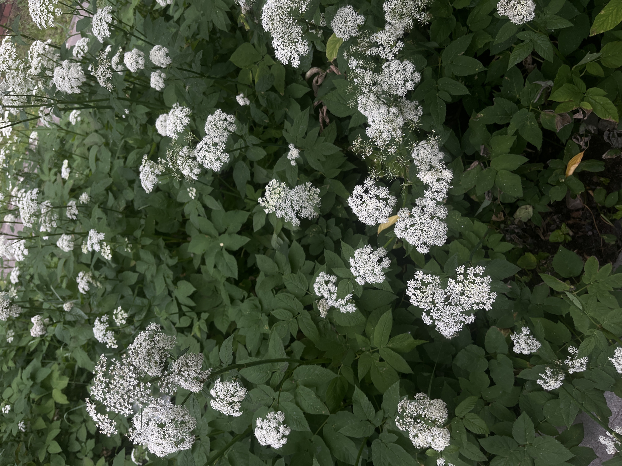This media file is a close-up, top-down view of a dense cluster of white wildflowers, likely Queen Anne's Lace, interspersed with dark green foliage. The flowers are abundant, forming numerous umbels of tiny white florets, some appearing fully bloomed and others in bud. The leaves of the plant are large and deeply lobed, creating a rich, textured background. The overall impression is of a wild, overgrown natural setting.
The lighting suggests it is daytime, possibly overcast or shaded, as there are no harsh shadows. The setting appears to be outdoors, likely in a garden, meadow, or naturalized area, given the wild growth pattern and the presence of what appears to be soil or mulch at the bottom right. There are no people or discernible man-made objects other than what might be the edge of a pathway or border. No text is visible in the image. The scene evokes a feeling of natural beauty and the abundance of summer flora.