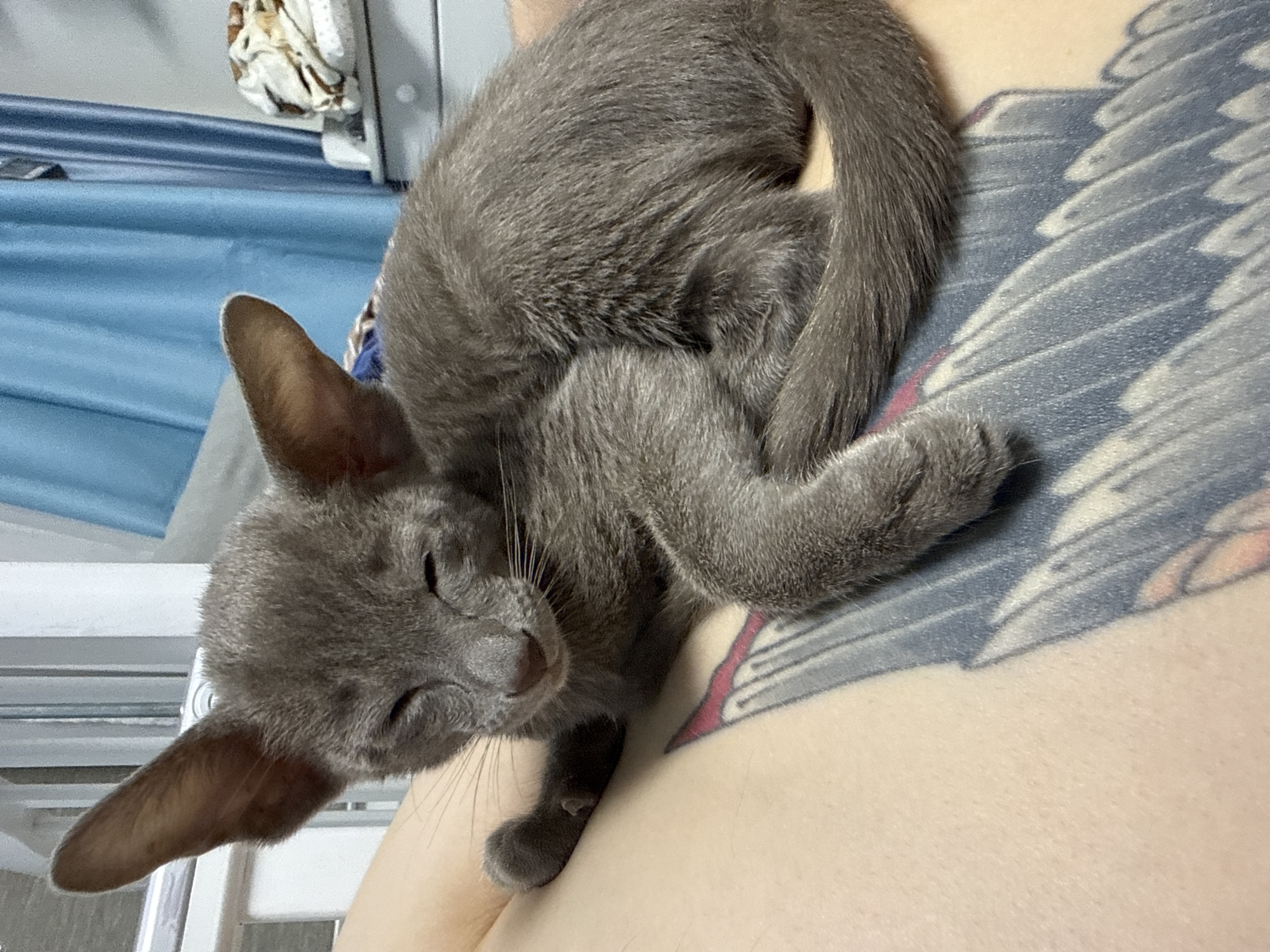 The media file is a close-up, overhead shot of a young, grey cat sleeping on a person's lap. The cat is curled up, with its head tucked in and its eyes closed. Its ears are large and pointed, characteristic of certain breeds. The person's skin is visible, and a portion of a tattoo, appearing to be of wings in shades of blue and grey with some red accents, is prominent on the lap. The background is softly blurred, showing hints of blue fabric and what looks like white furniture. The lighting suggests an indoor setting, possibly during the daytime. The overall mood is peaceful and relaxed, capturing a moment of comfortable slumber for the feline. There is no visible text in the image.