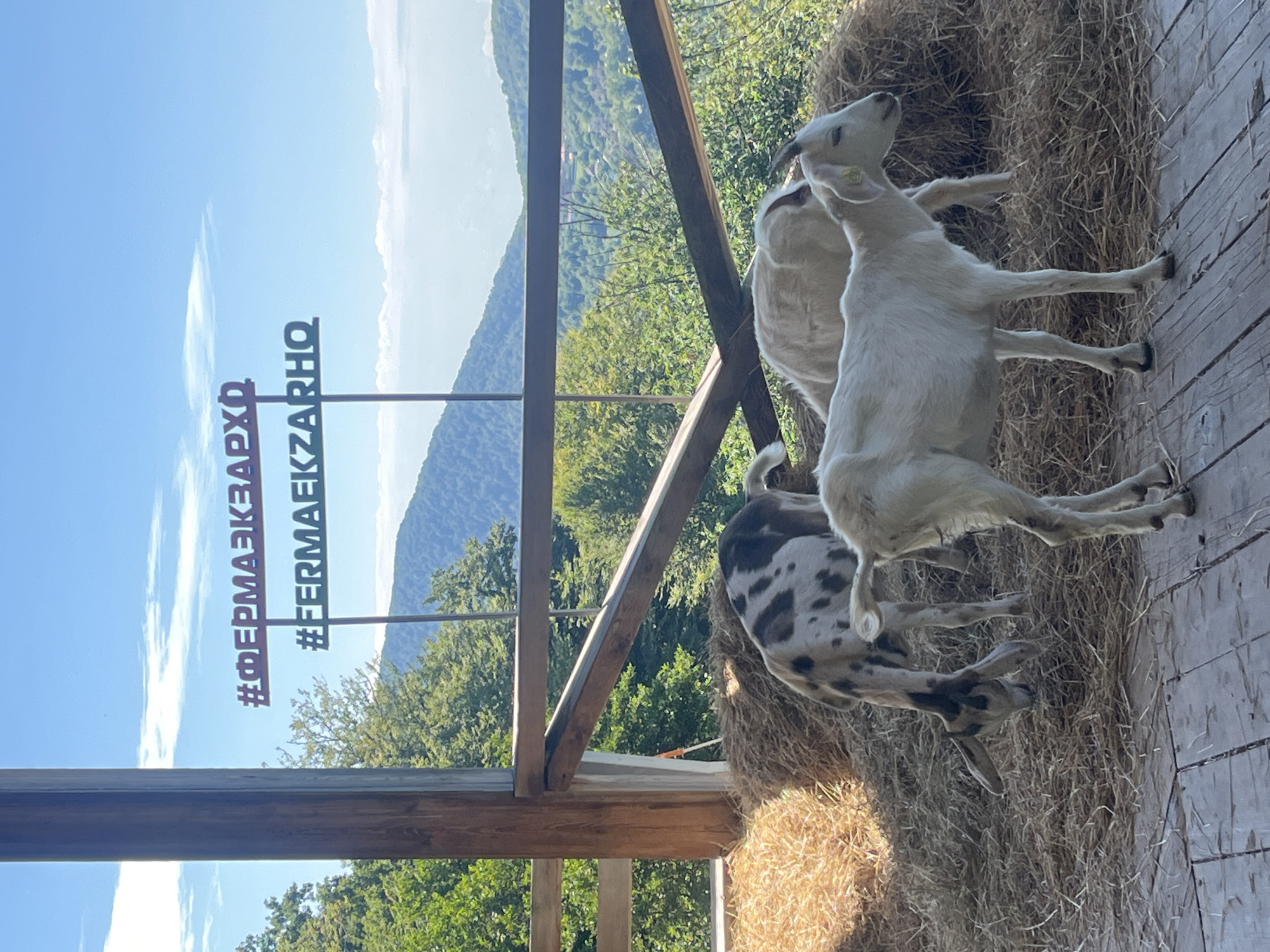 A medium shot captures three goats in a stable-like structure with a wooden floor and partially visible wooden railings. The goats are standing on a bed of hay. In the foreground, a white goat stands facing right, with its head turned slightly towards the viewer. Behind it, a second white goat is partially visible, facing away. To the left, a spotted goat with white and dark brown markings bends down to eat hay. In the background, through an open structure with wooden supports, a scenic view of lush green forested mountains under a bright blue sky with scattered clouds is visible. Two signs with metallic lettering are mounted on poles in the background, with the top sign reading "#ФЕРМАЕКЗАРХО" and the bottom sign reading "#FERMAEKZARHO". The image appears to be taken in the city of Progress, Russia, likely at a farm or rural establishment.