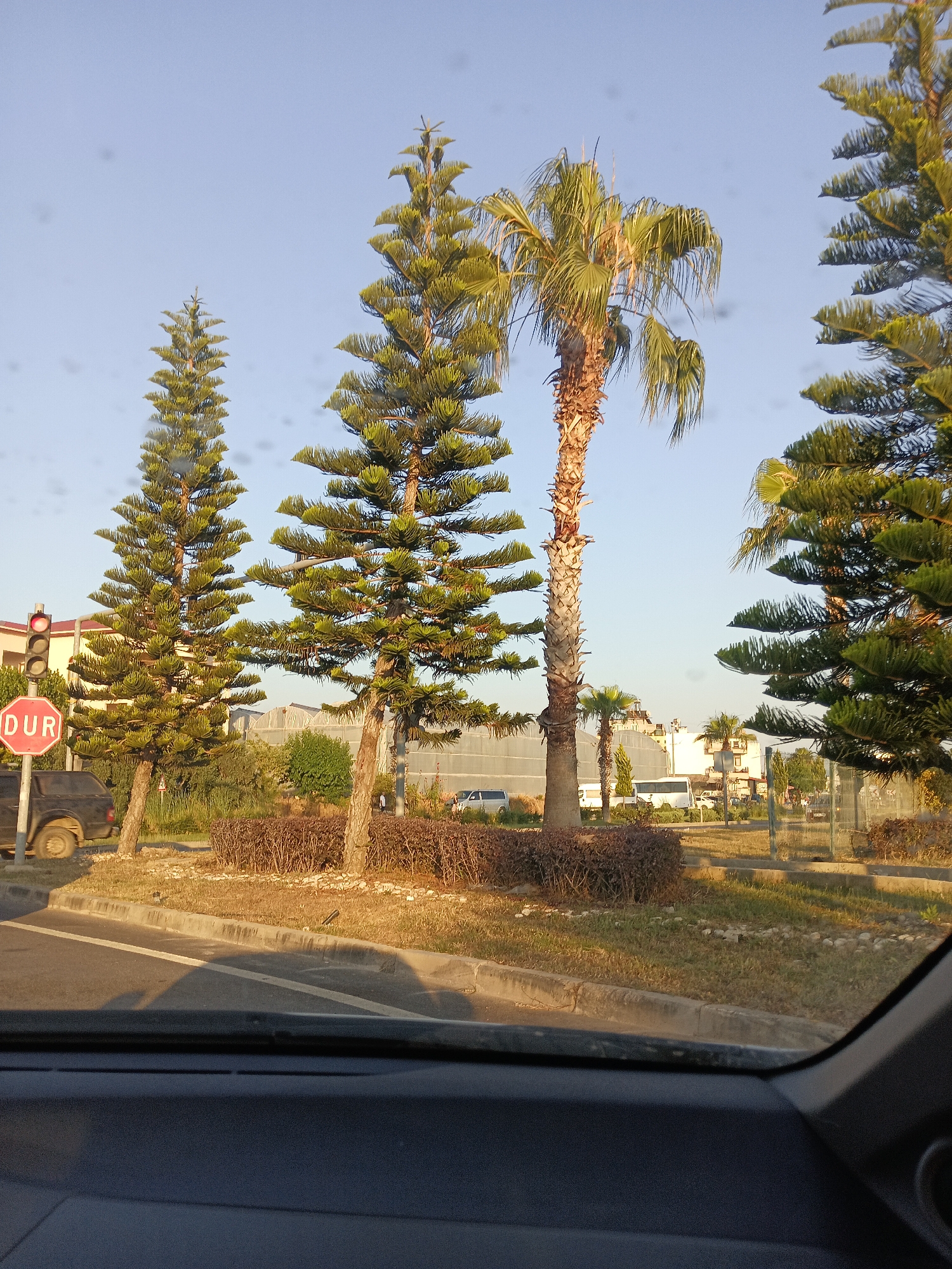This image depicts a street scene in Gazipaşa, Turkey, likely taken from inside a vehicle. The foreground shows the dashboard and windshield of a car. Outside, the image is dominated by several tall pine trees and a palm tree. To the left, a red traffic light with a stop sign displaying "DUR" is visible, indicating a traffic stop. A dark-colored SUV is parked near the traffic light. Beyond the trees, several buildings and a white bus are present, suggesting an urban or semi-urban environment. The ground is covered with grass, bushes, and some rocks, and a sidewalk and road are clearly visible. The sky is clear and blue, and the lighting suggests it is either morning or late afternoon.