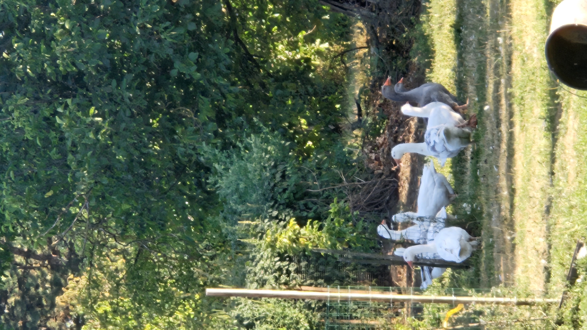 The image depicts a group of geese in a grassy area with dense foliage and trees in the background. Several white geese are visible, some with grey markings on their wings. Two grey geese are also present. The geese are standing on the grass, and some appear to be interacting with each other. A fence made of wire mesh and wooden posts is partially visible on the left side of the image. The scene appears to be outdoors, possibly in a rural or semi-rural setting, consistent with a backyard or park in Prešov, Slovakia. The lighting suggests it is daytime, with sunlight filtering through the leaves of the trees. There are no humans or other animals visible in the image.